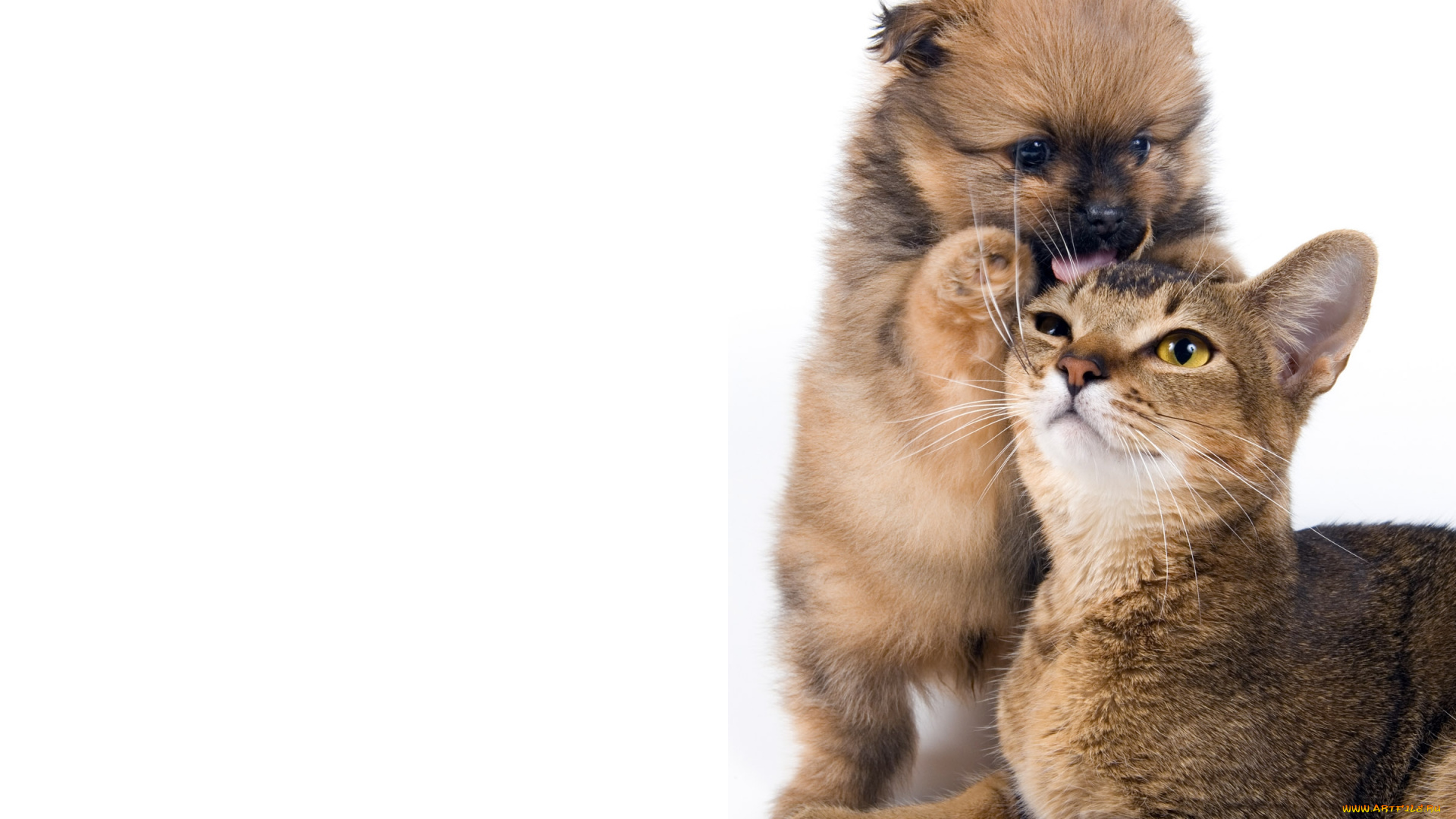 животные, разные, вместе, кот, щенок, собака, кошка, дружба