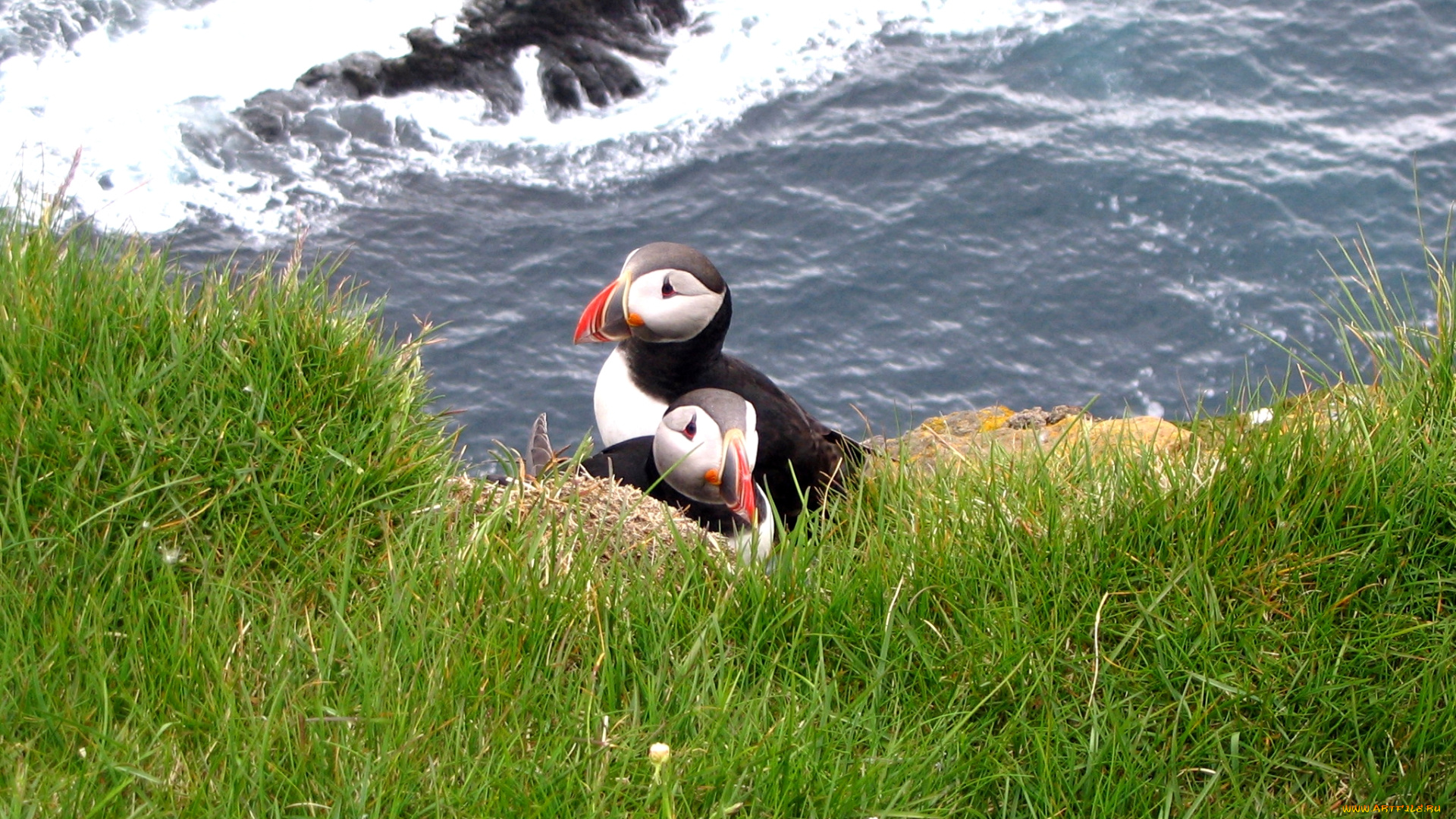 животные, тупики, трава, птица, тупик, вода