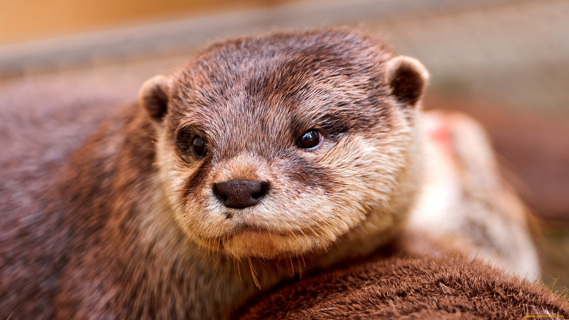 животные, выдры, каланы, ондатры, взгляд, мордочка