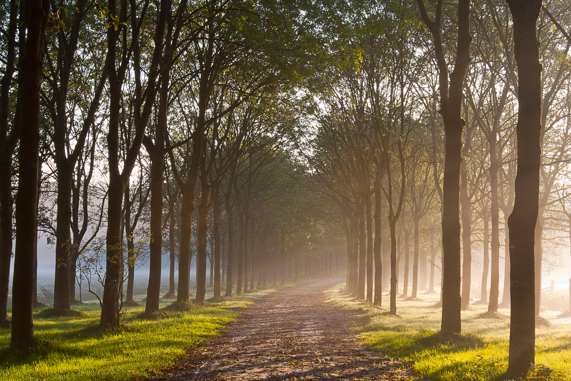 природа, дороги, утро, осень