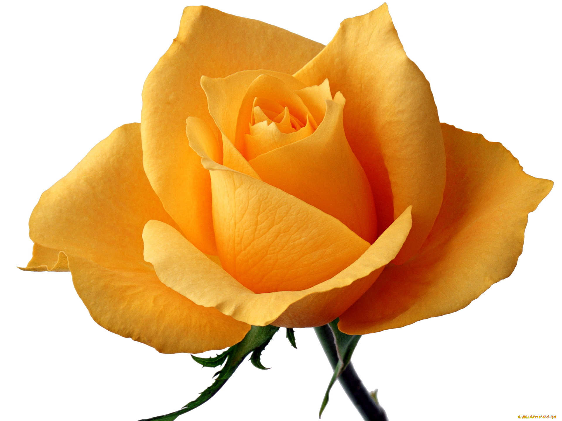 цветы, розы, желтая