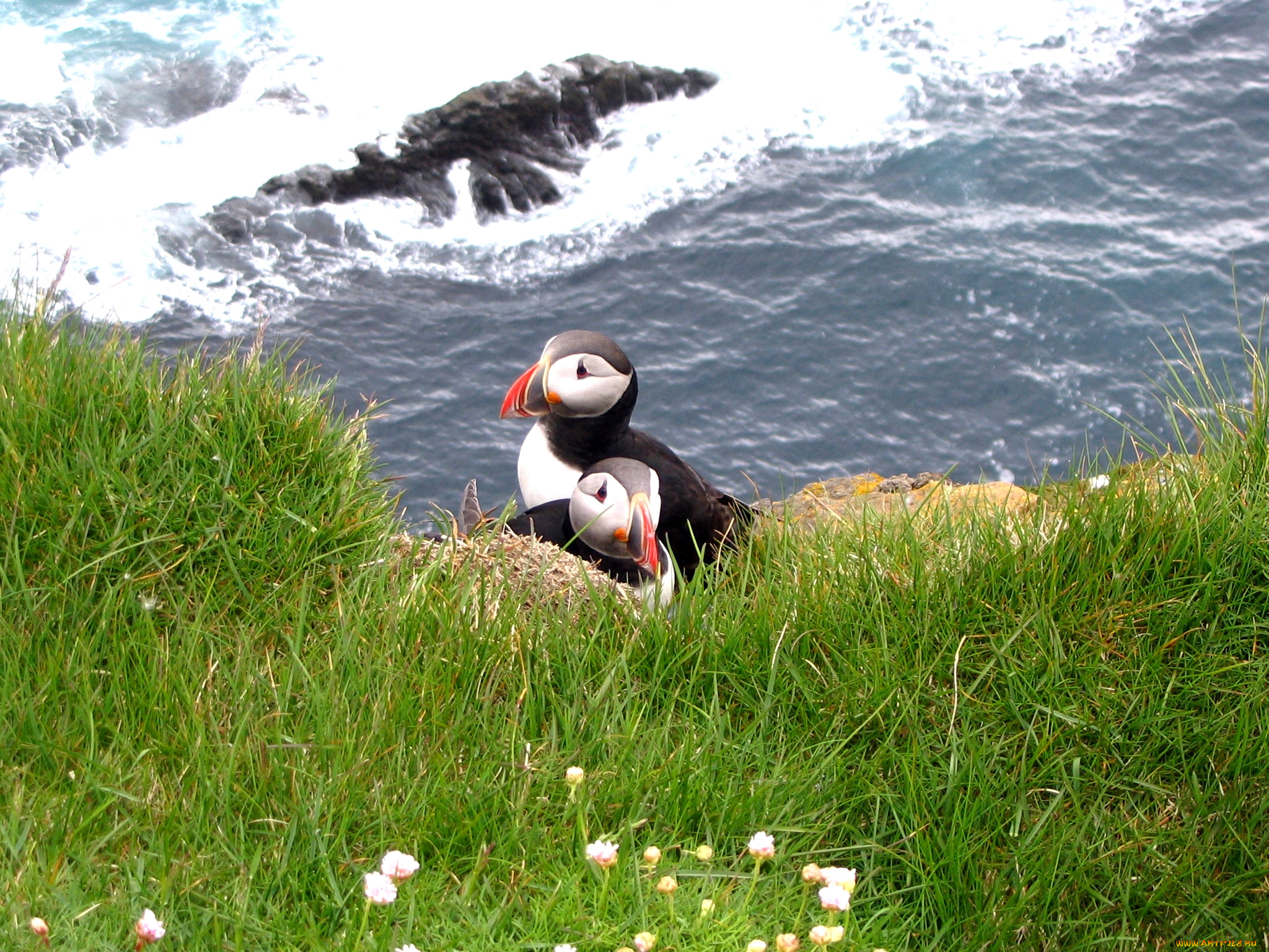 животные, тупики, трава, птица, тупик, вода