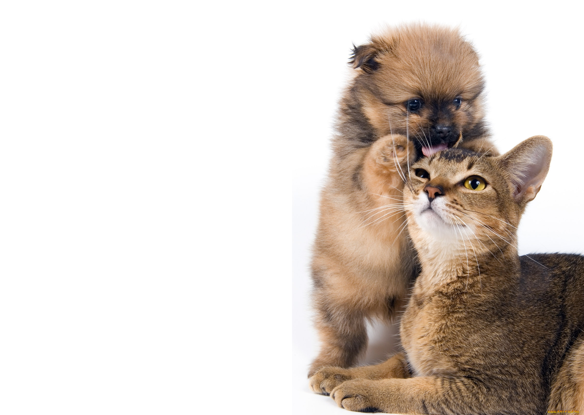 животные, разные, вместе, кот, щенок, собака, кошка, дружба