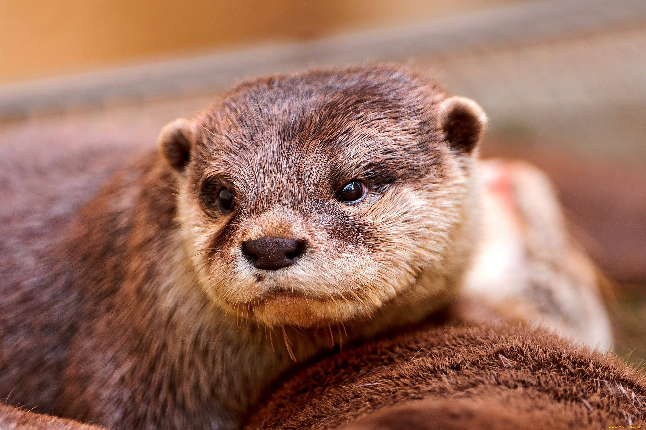 животные, выдры, каланы, ондатры, взгляд, мордочка