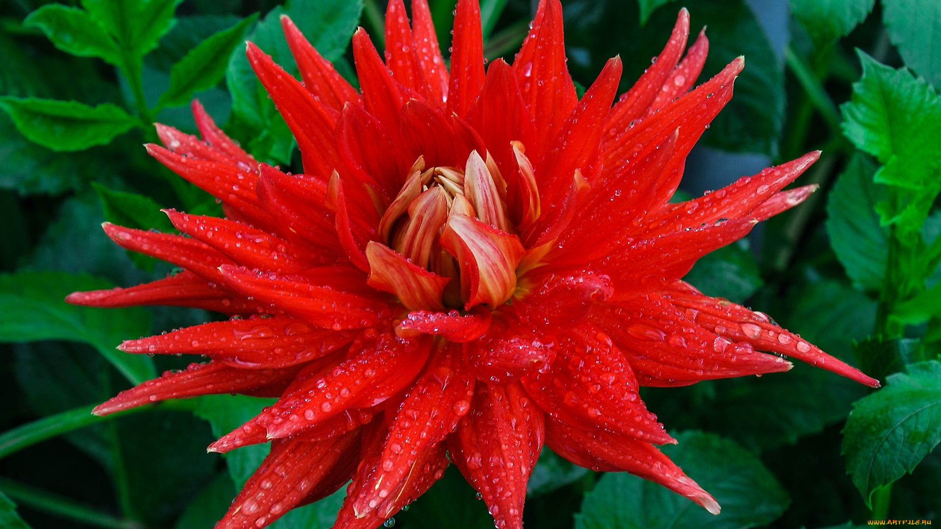 цветы, георгины, георгин