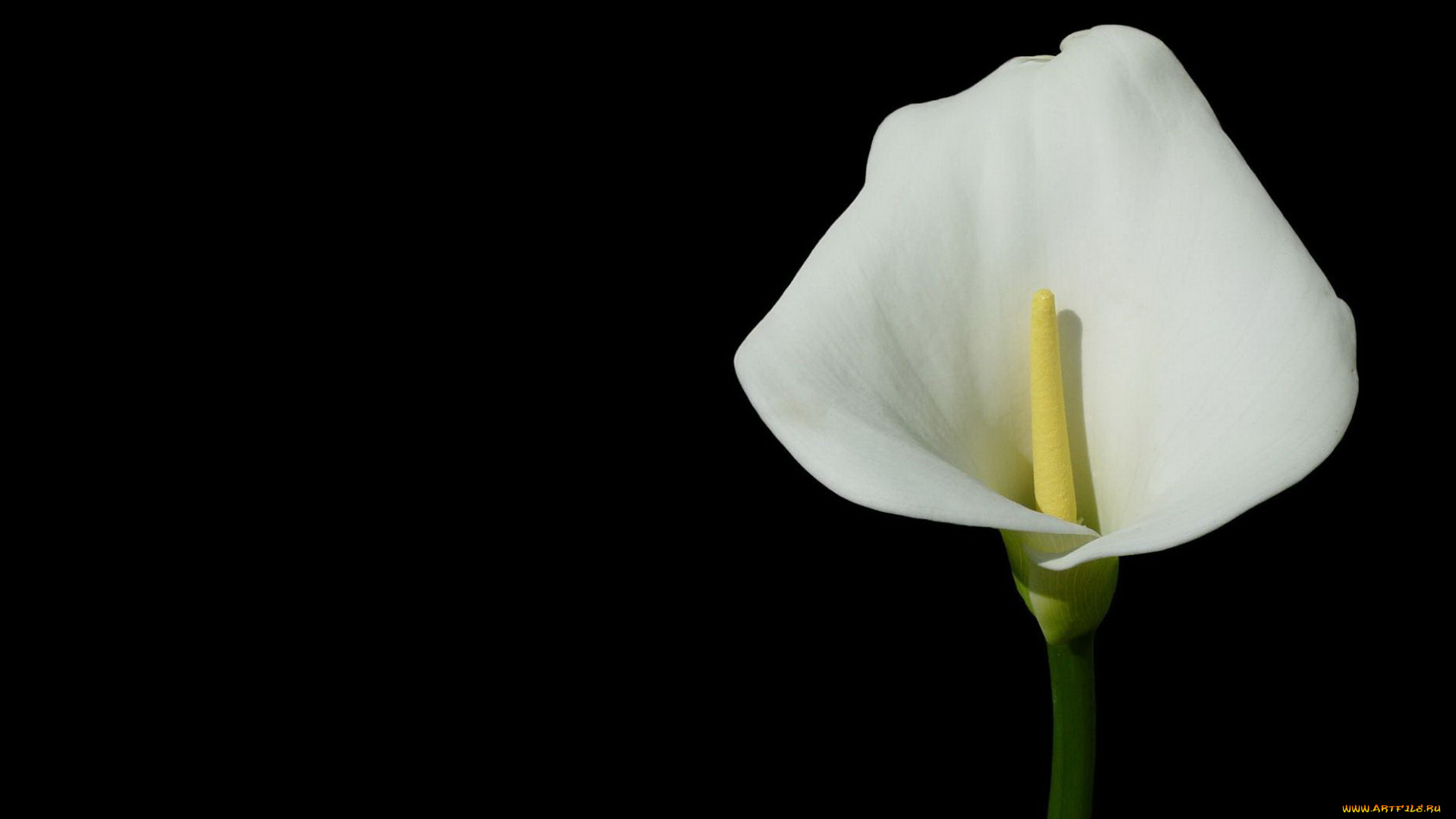 цветы, каллы, лепестки, белые