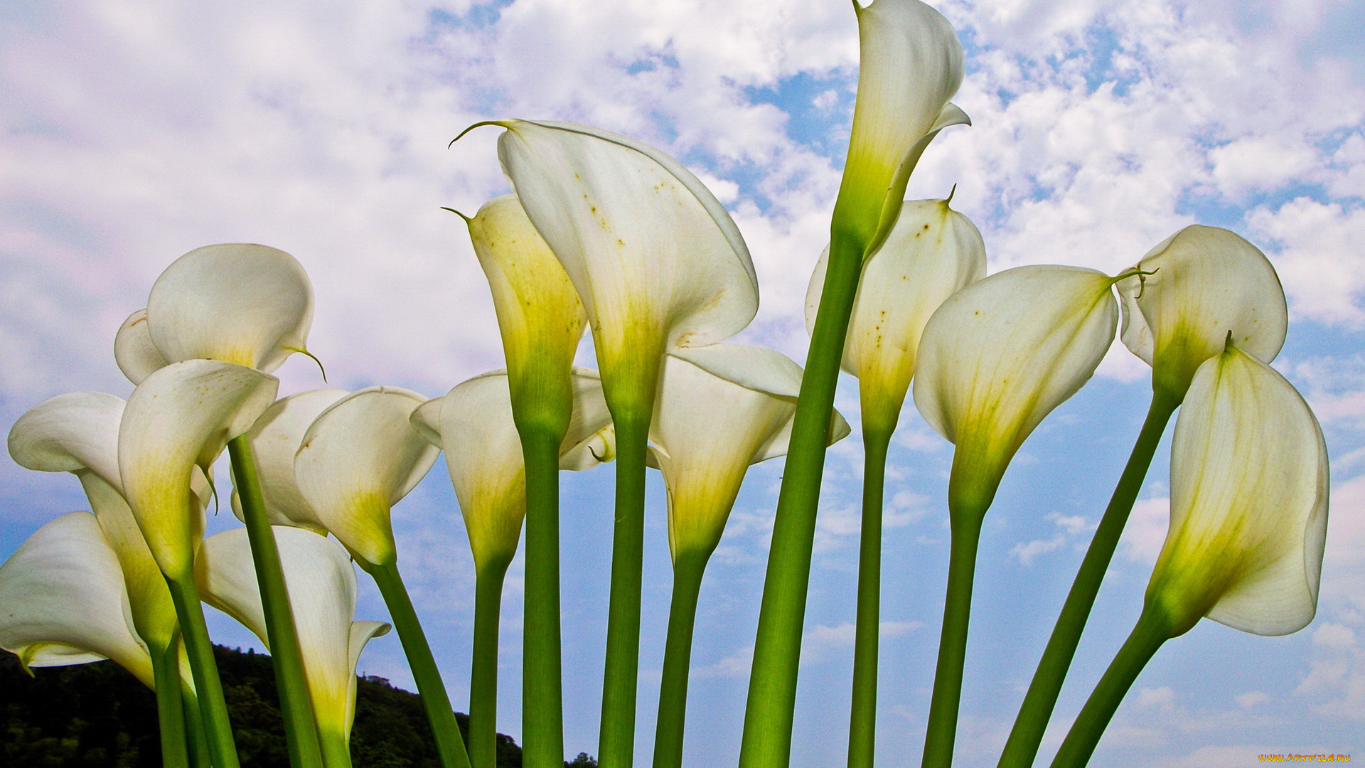 цветы, каллы, лепестки, белые