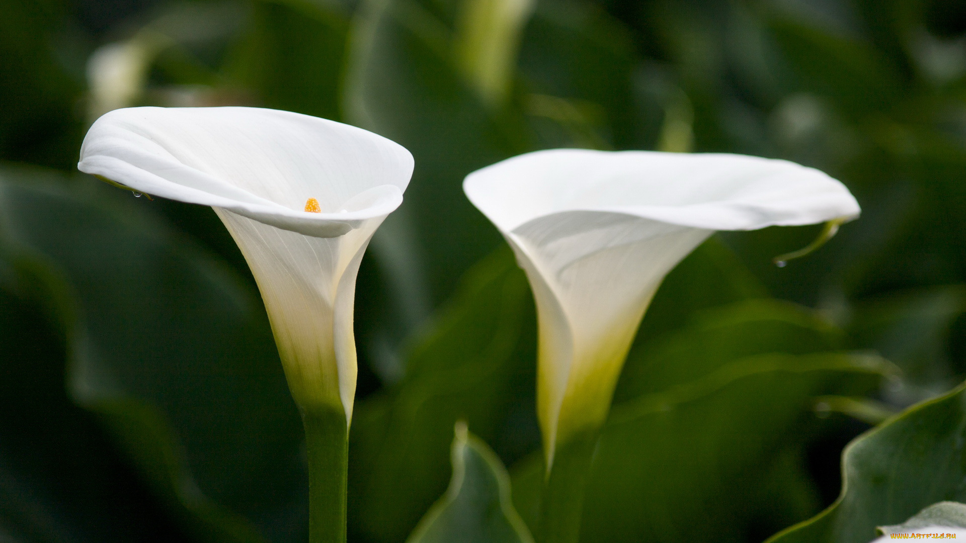 цветы, каллы, лепестки, белые