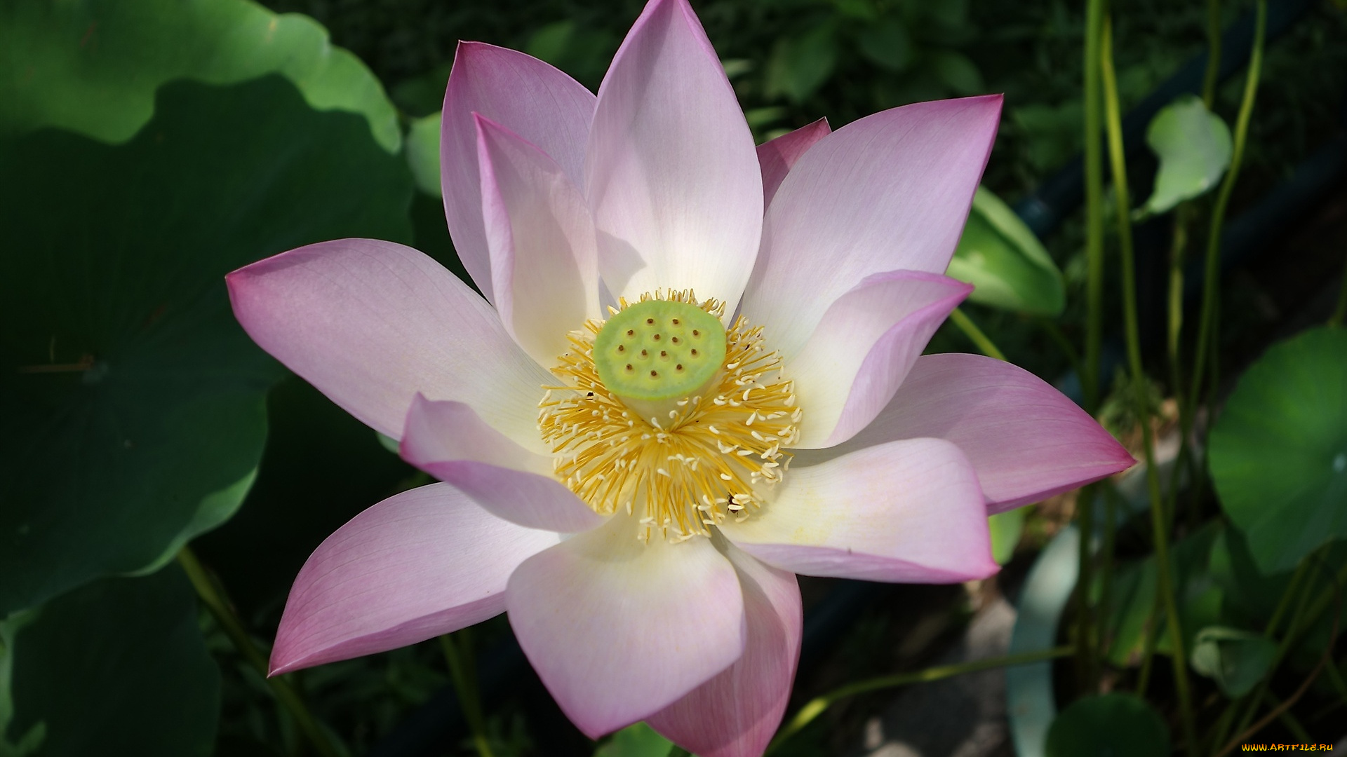 цветы, лотосы, цветок, лотоса