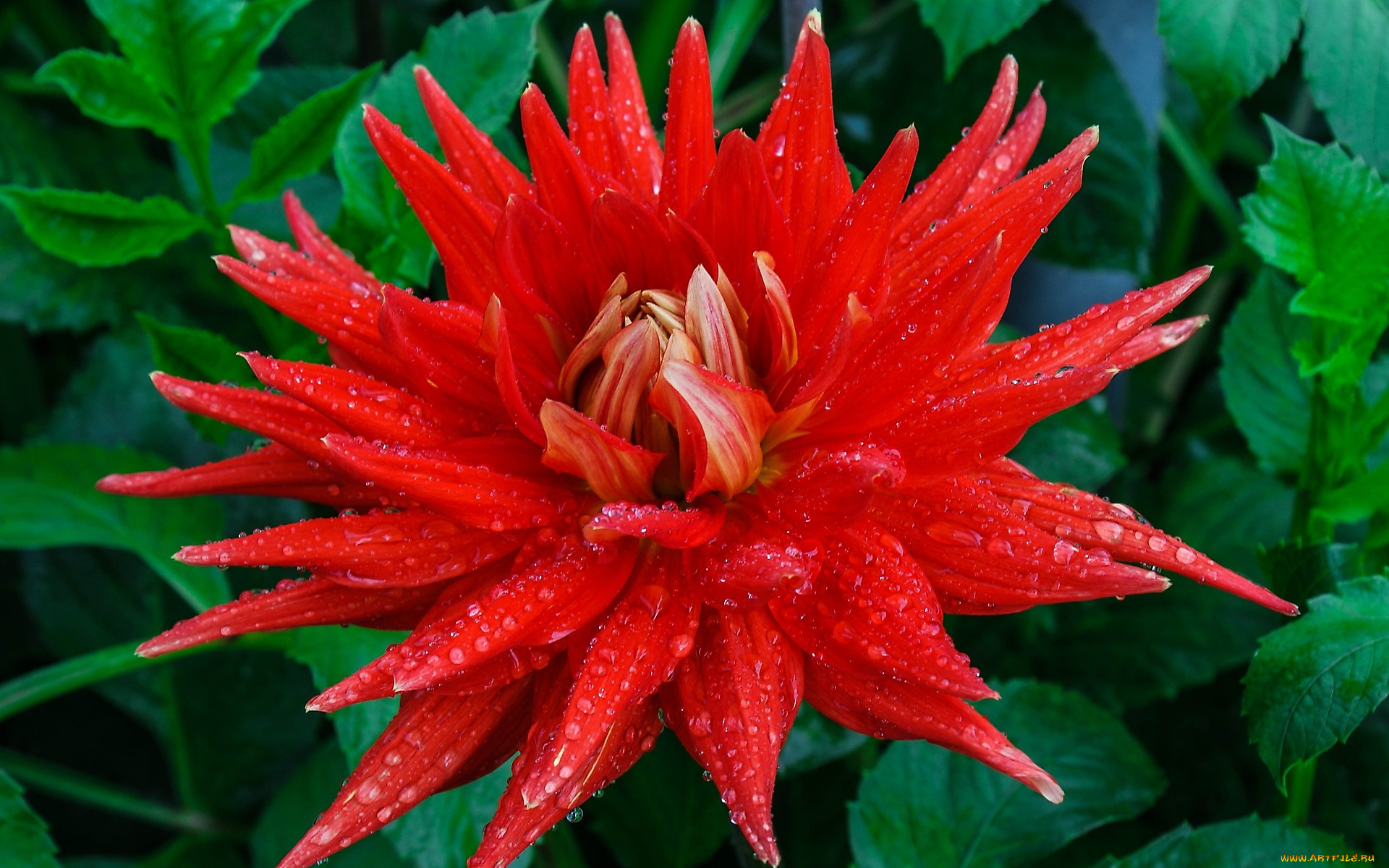 цветы, георгины, георгин