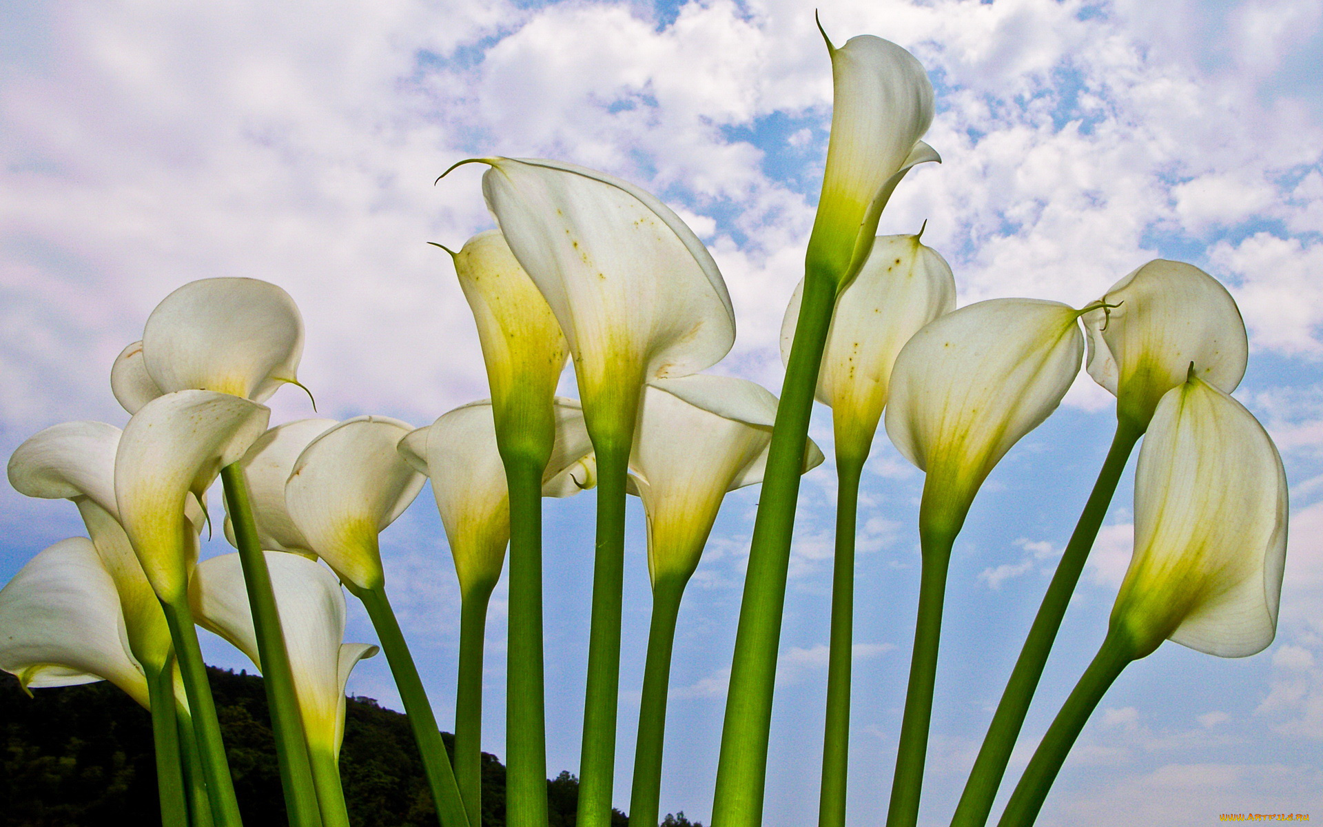 цветы, каллы, лепестки, белые