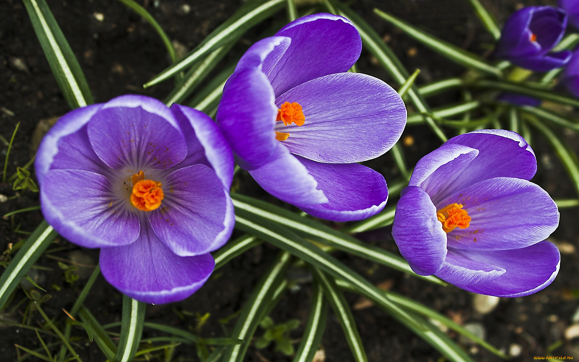 цветы, крокусы