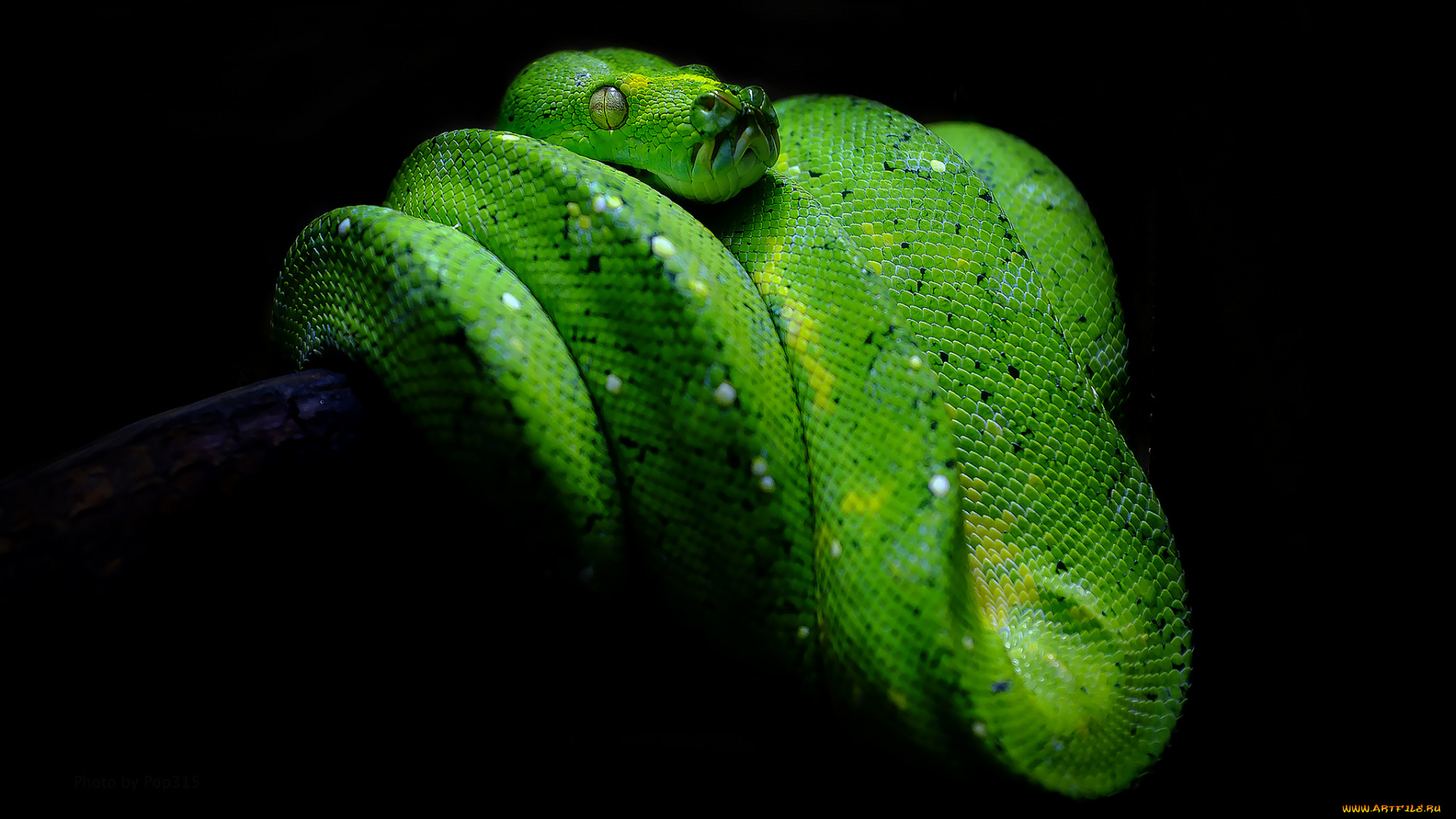 green, pit, viper, животные, змеи, , питоны, , кобры, питон