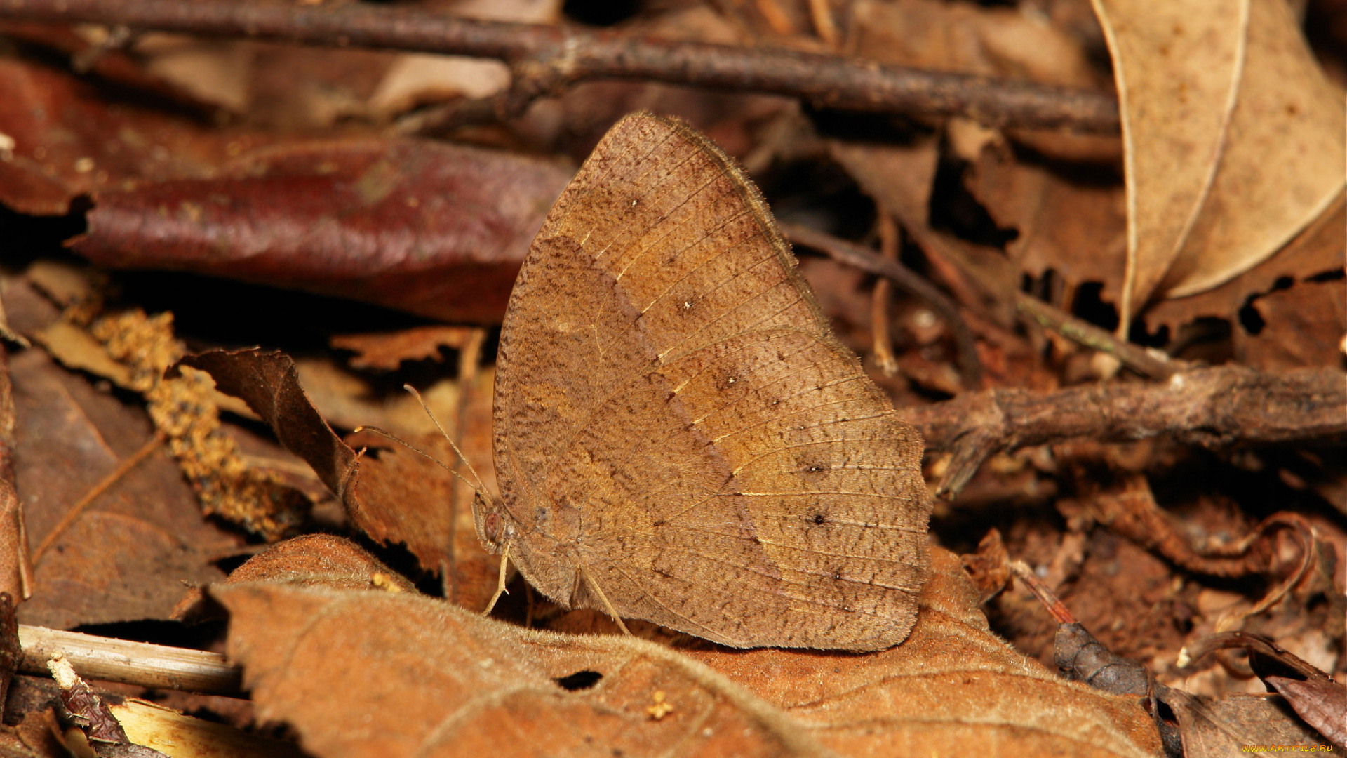 животные, бабочки, , мотыльки, , моли, бабочка, насекомое, макро, itchydogimages, усики, крылья, коричневая