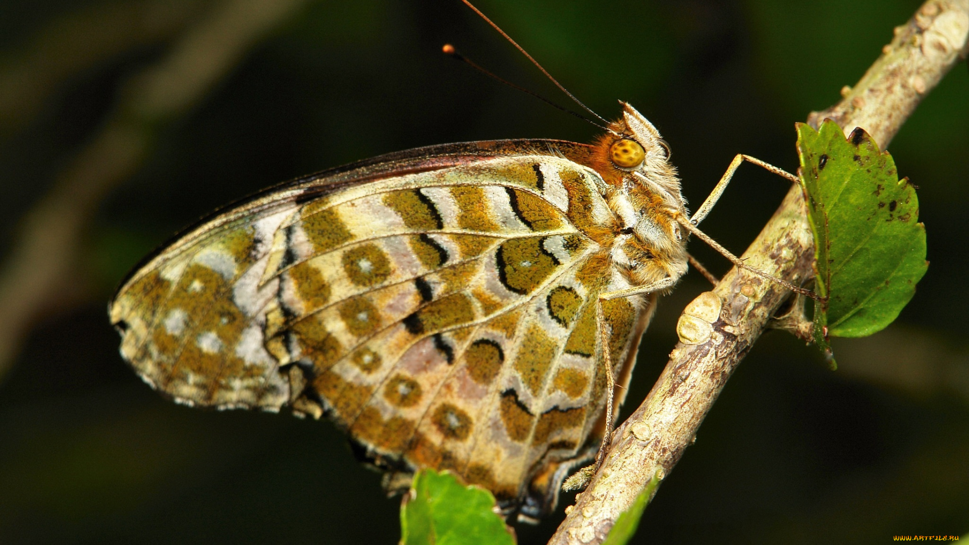 животные, бабочки, , мотыльки, , моли, бабочка, коричневая, насекомое, макро, itchydogimages, усики, крылья
