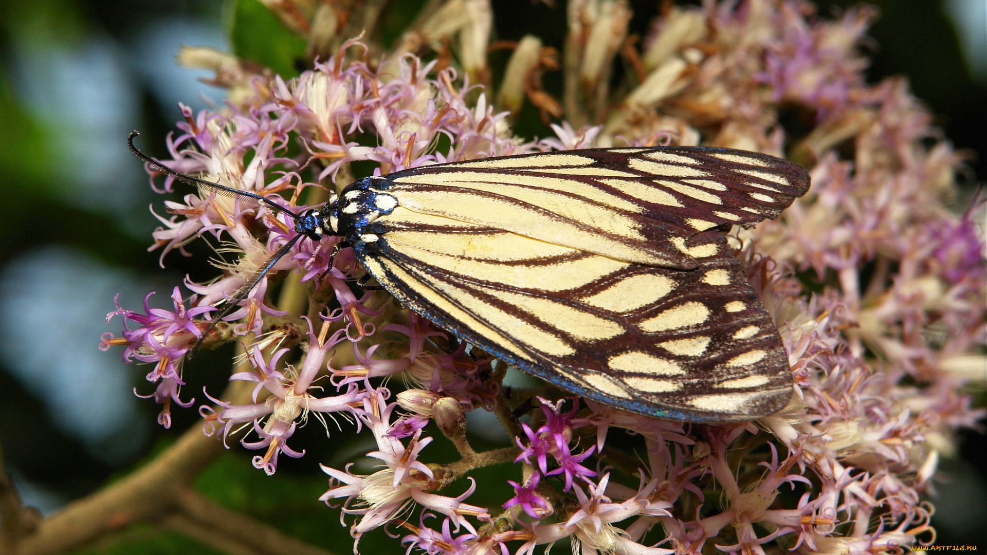 животные, бабочки, , мотыльки, , моли, цветы, бабочка, моль, макро, itchydogimages