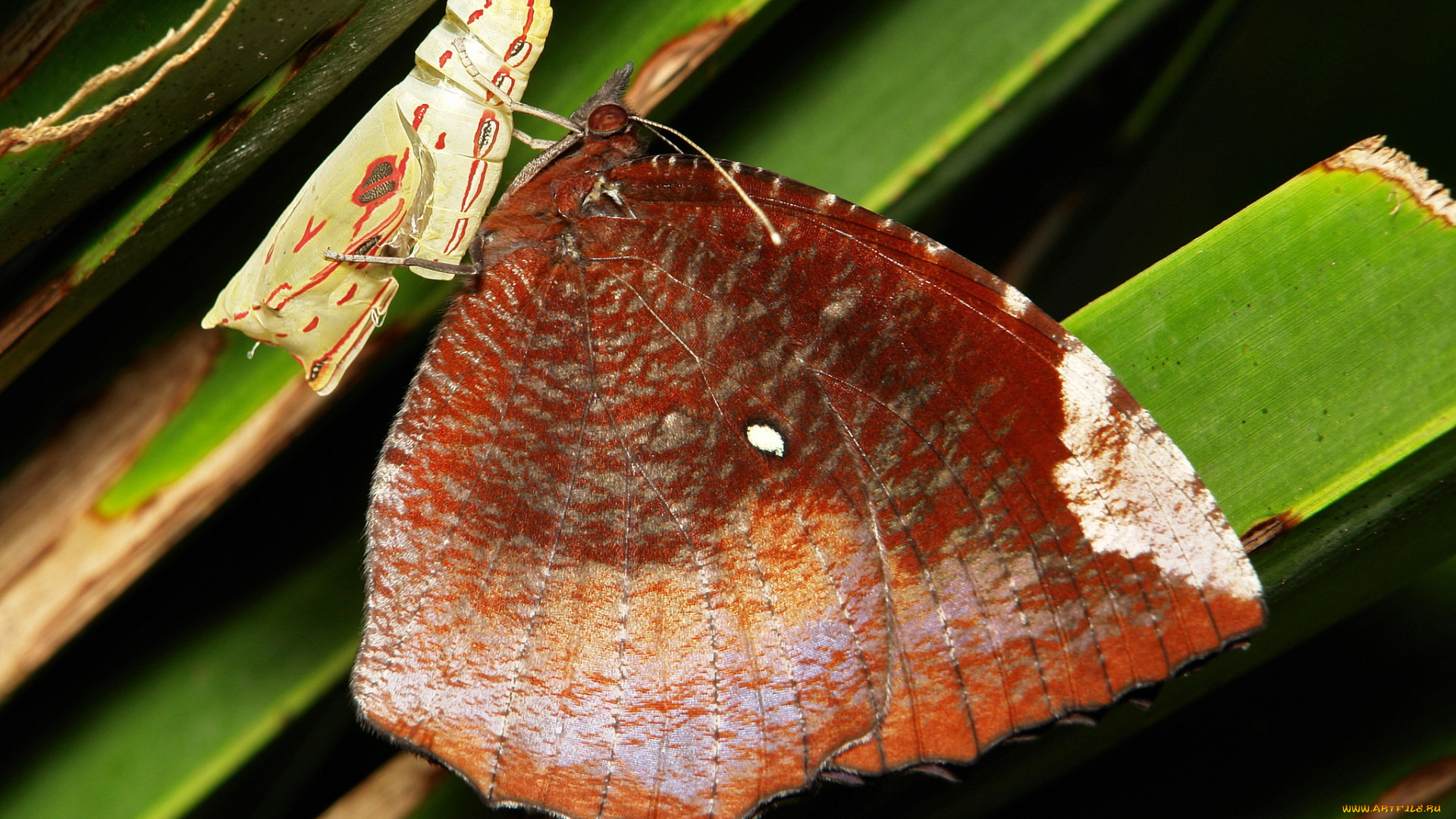 животные, бабочки, , мотыльки, , моли, itchydogimages, макро, бабочка, крылья, усики, узор