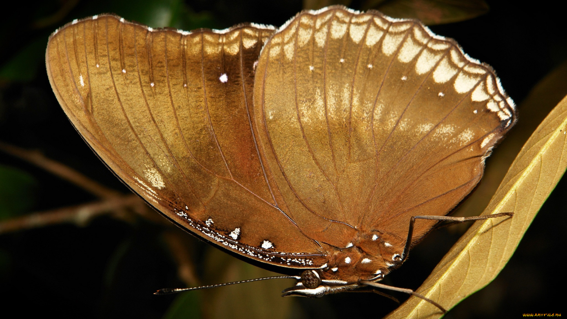 животные, бабочки, , мотыльки, , моли, itchydogimages, макро, бабочка, крылья, усики, узор
