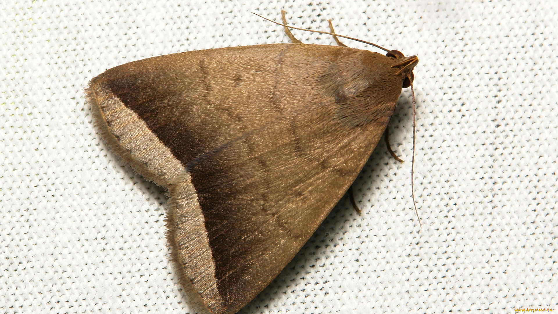 животные, бабочки, , мотыльки, , моли, itchydogimages, вязанное, полотно, макро, моль, крылья, усики, узор