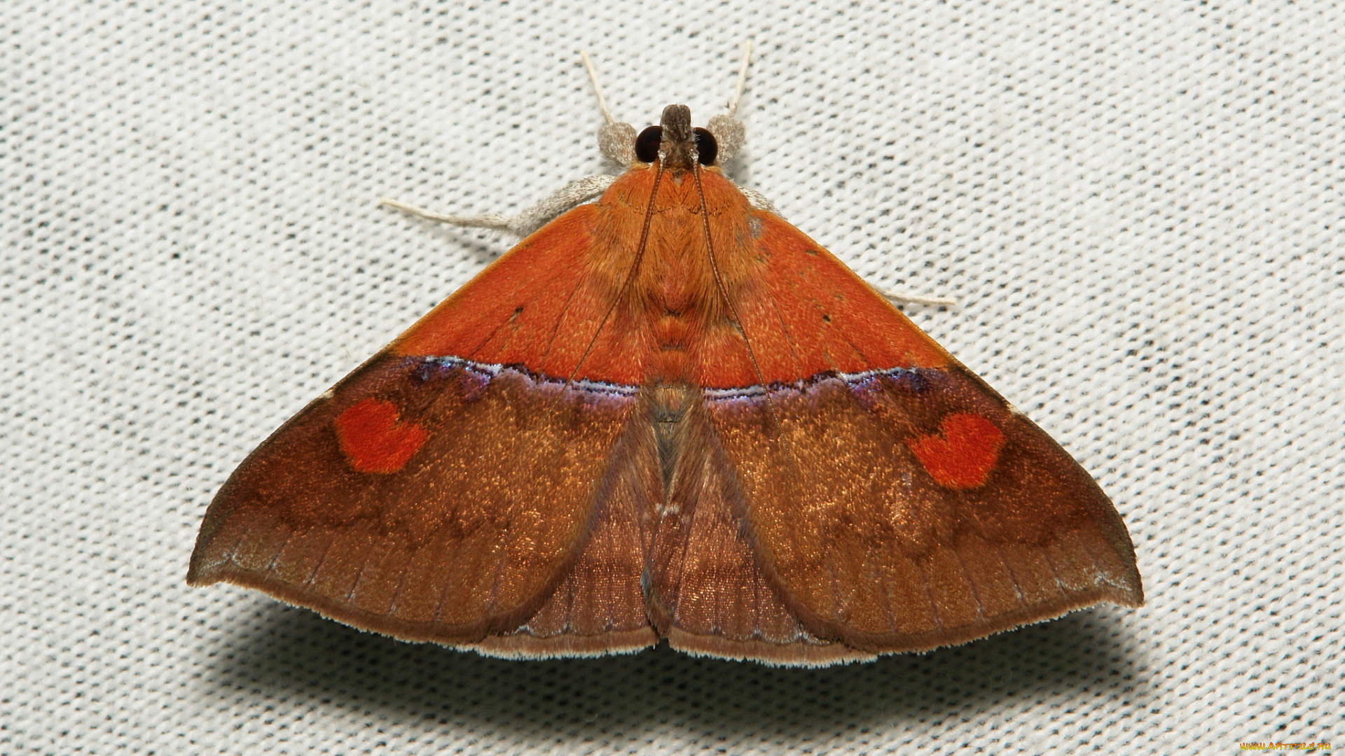 животные, бабочки, , мотыльки, , моли, itchydogimages, макро, моль, мотылёк