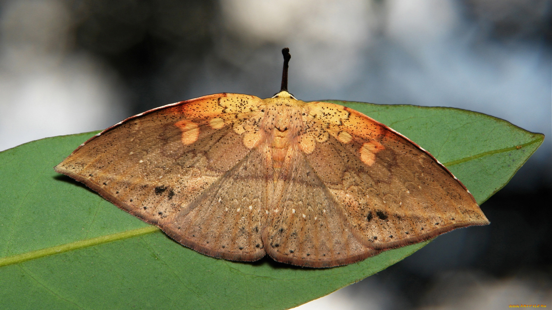 животные, бабочки, , мотыльки, , моли, макро, крылья, itchydogimages, мотылёк