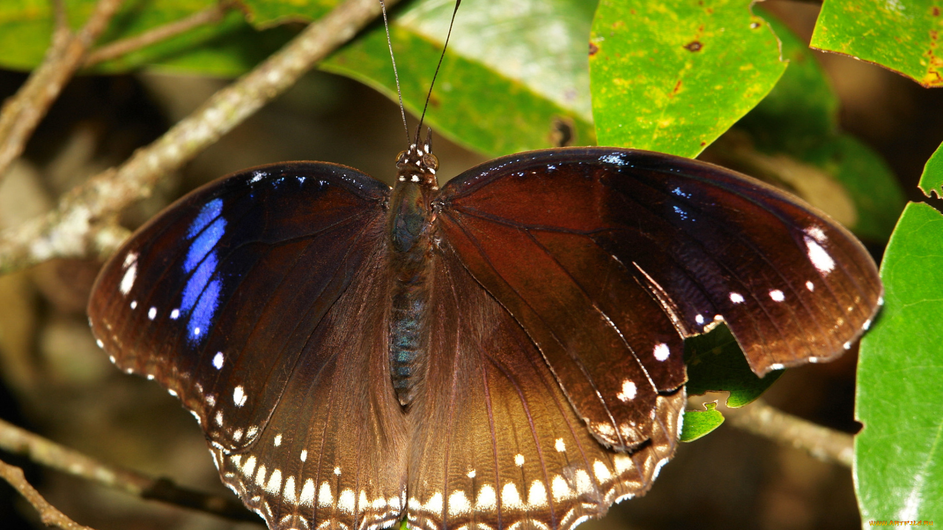 животные, бабочки, , мотыльки, , моли, макро, бабочка, крылья, itchydogimages