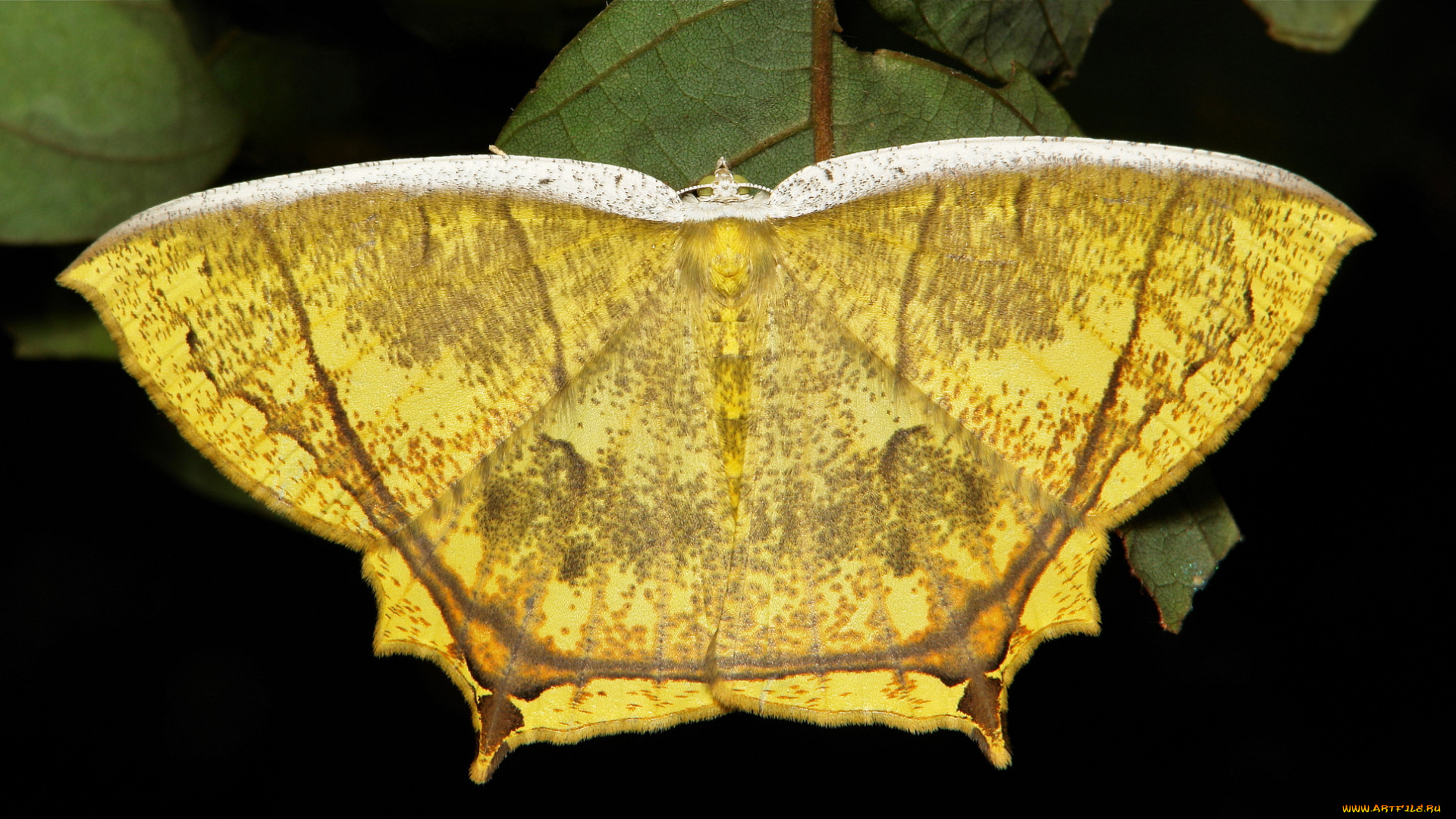 животные, бабочки, , мотыльки, , моли, макро, itchydogimages, мотылёк, насекомое