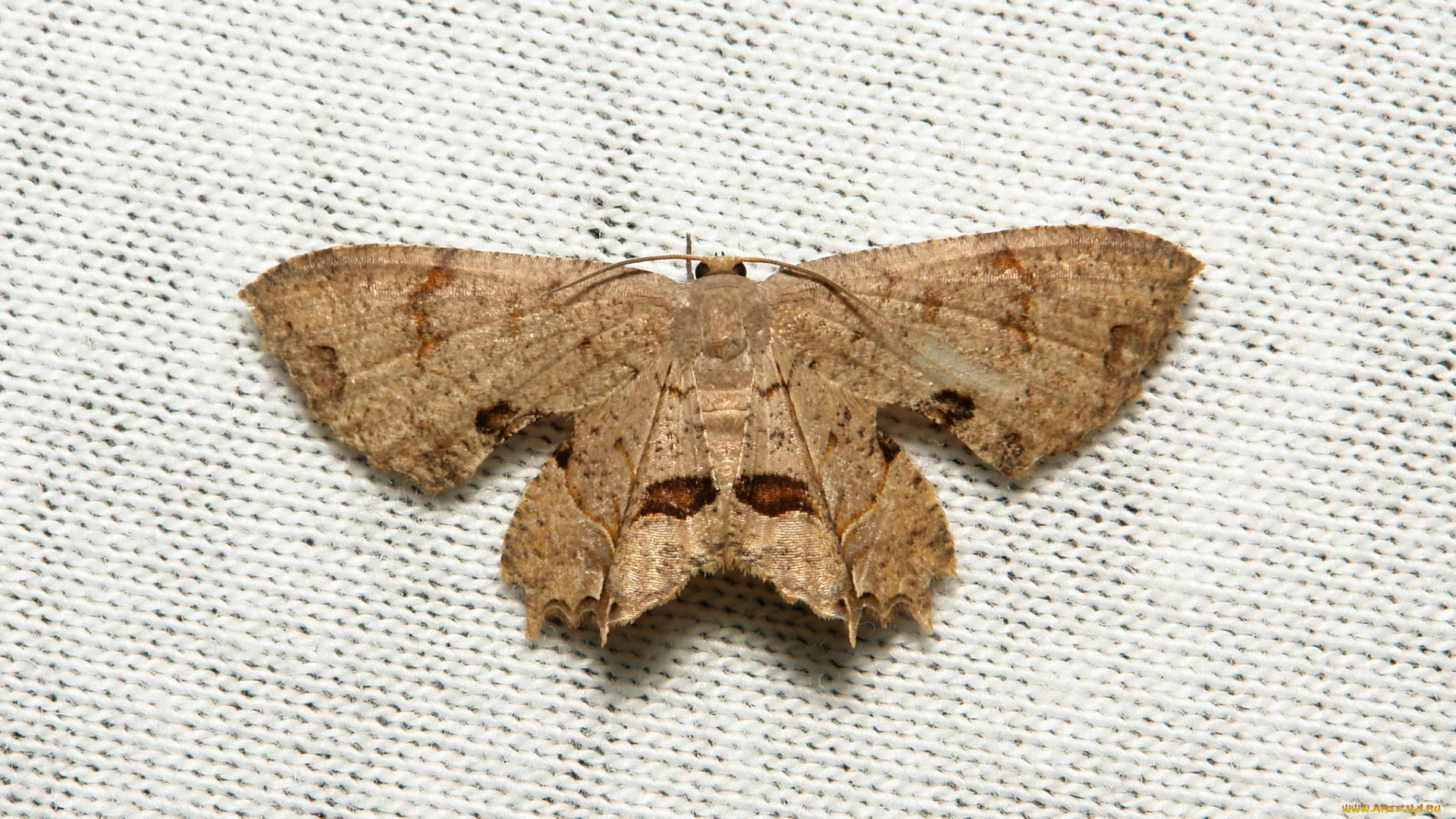 животные, бабочки, , мотыльки, , моли, моль, бабочка, макро, itchydogimages