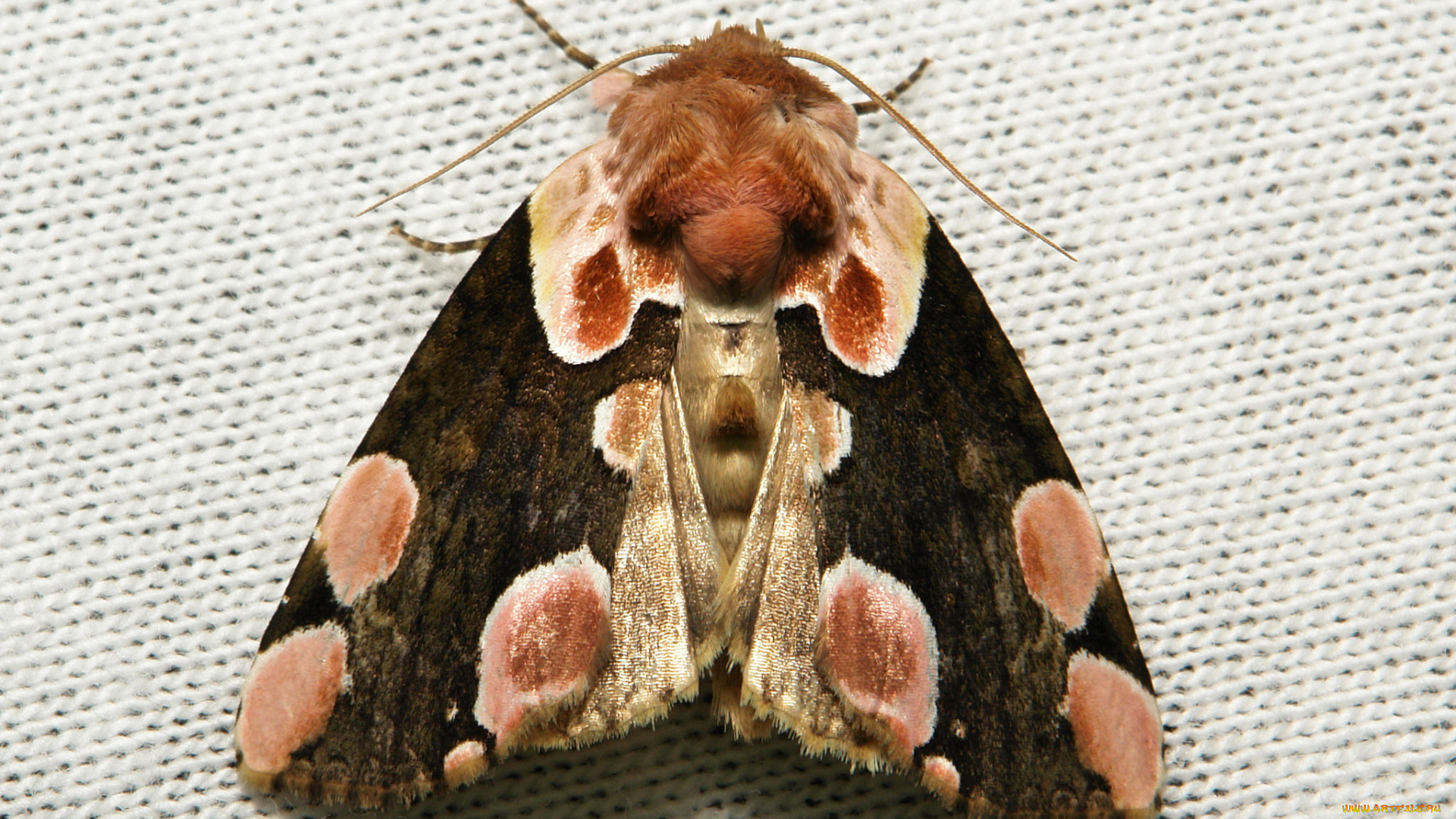 животные, бабочки, , мотыльки, , моли, насекомое, макро, itchydogimages, мотылёк