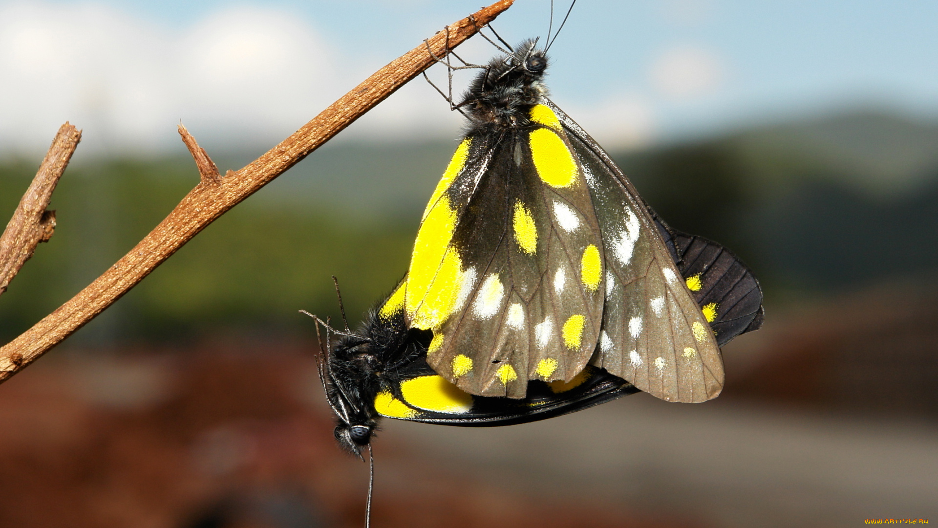 животные, бабочки, , мотыльки, , моли, небо, веточка, макро, itchydogimages