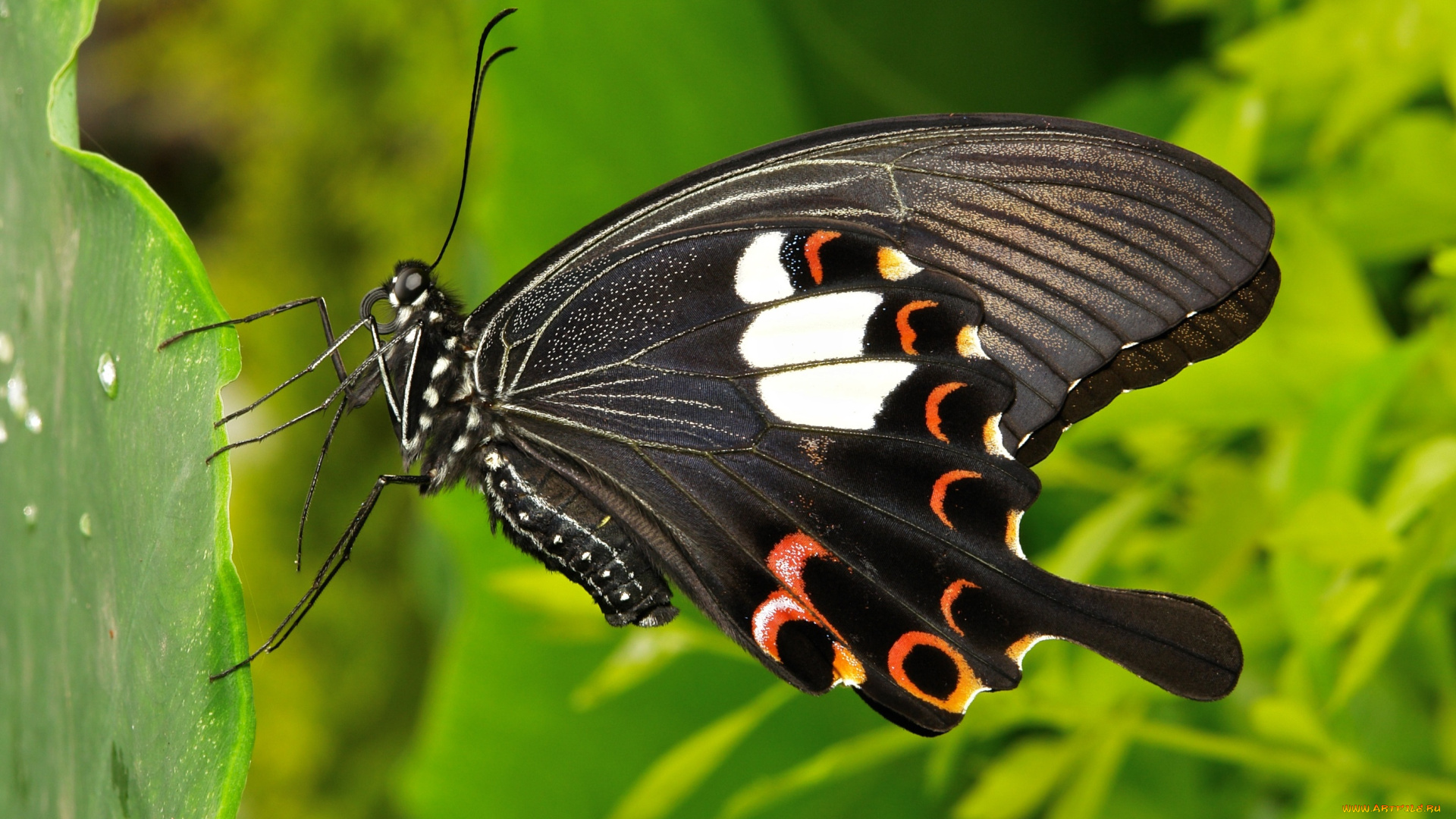 животные, бабочки, , мотыльки, , моли, узор, itchydogimages, крылья, бабочка, макро, усики