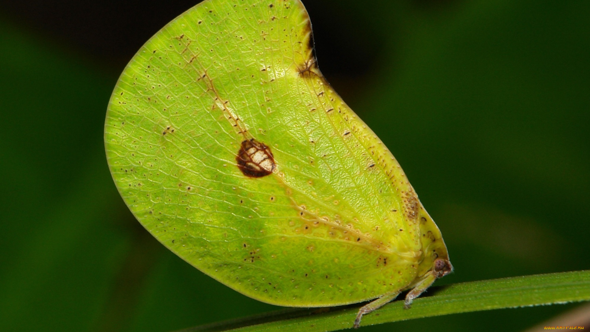 животные, бабочки, , мотыльки, , моли, зелёная, бабочка, моль, макро, itchydogimages