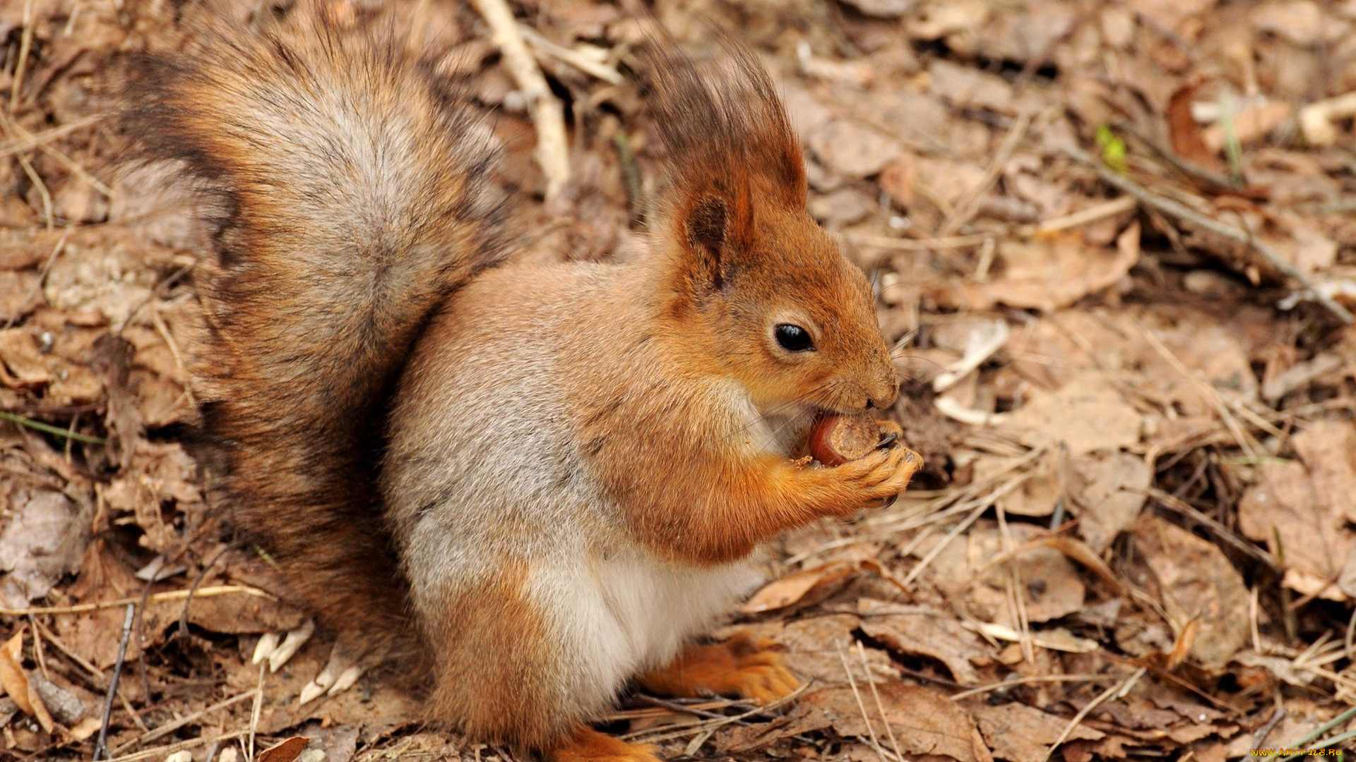животные, белки, орех, белка