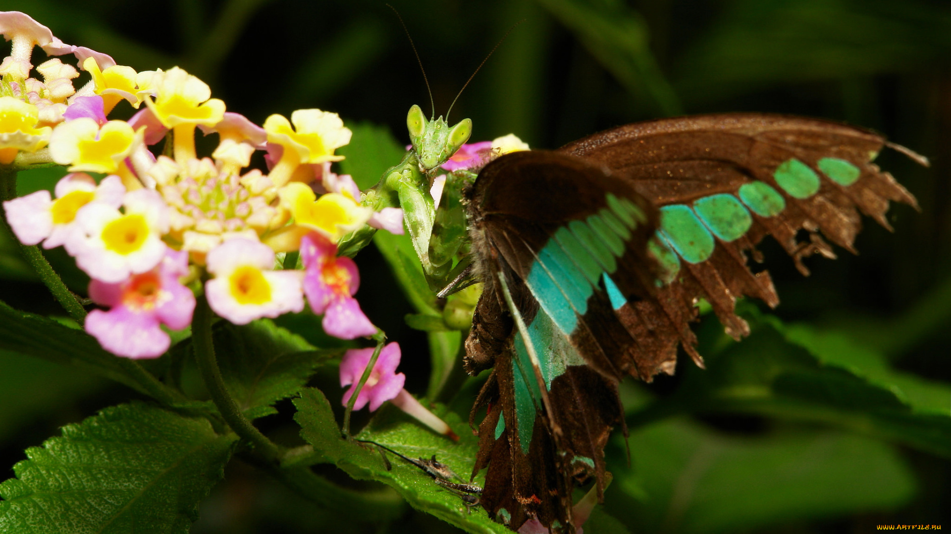 животные, богомолы, цветы, богомол, макро, бабочка, itchydogimages