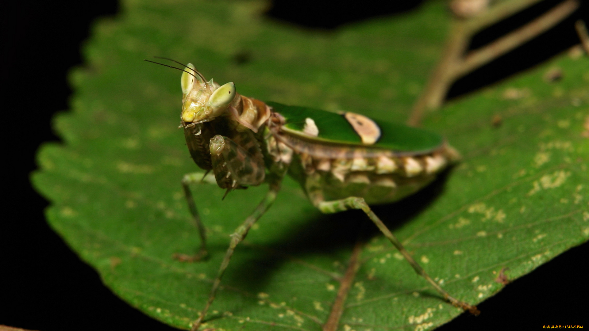 животные, богомолы, насекомое, богомол, макро, itchydogimages