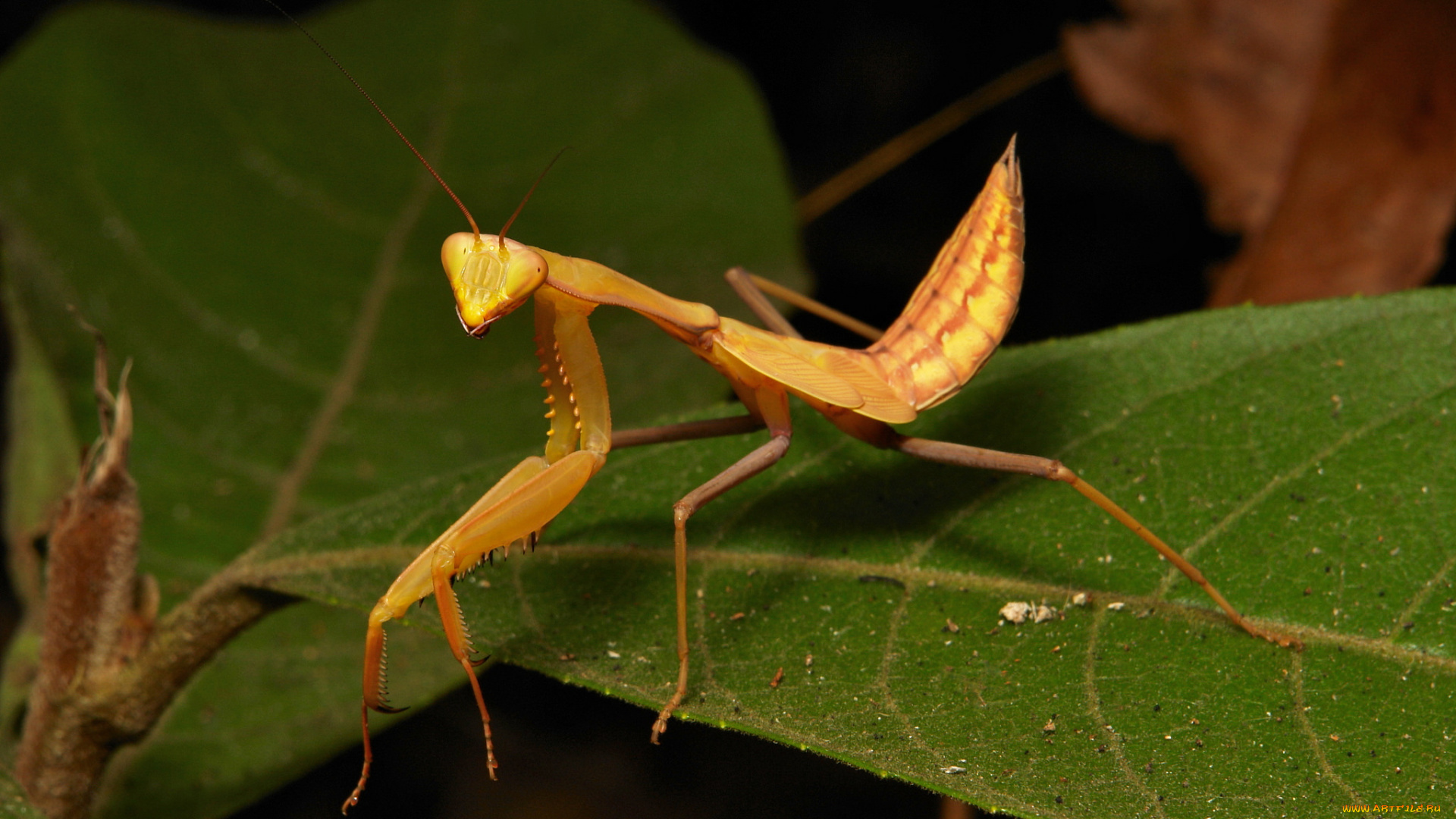 животные, богомолы, насекомое, лист, усики, богомол, макро, itchydogimages