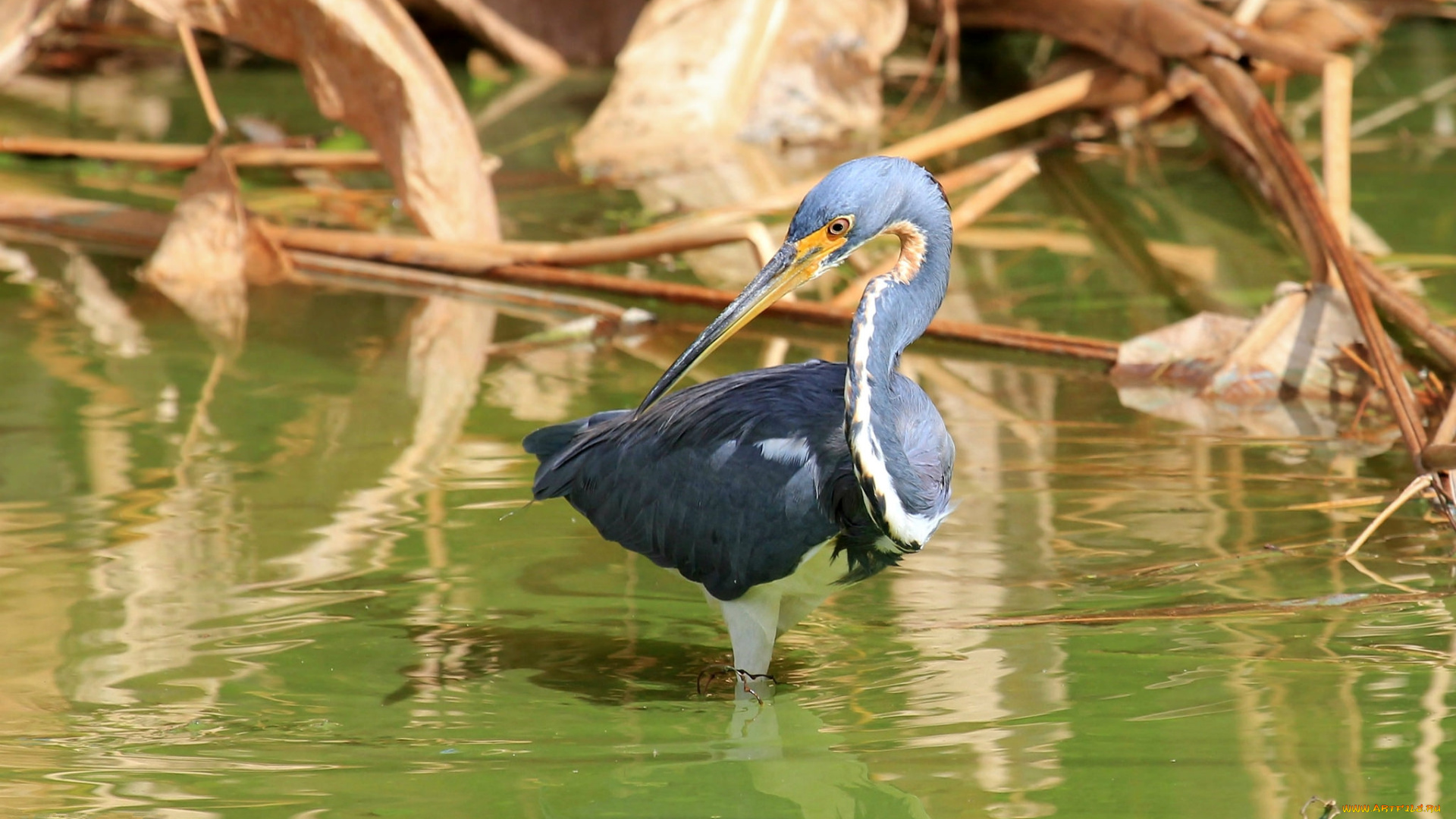 животные, цапли, , выпи, цапля, серая