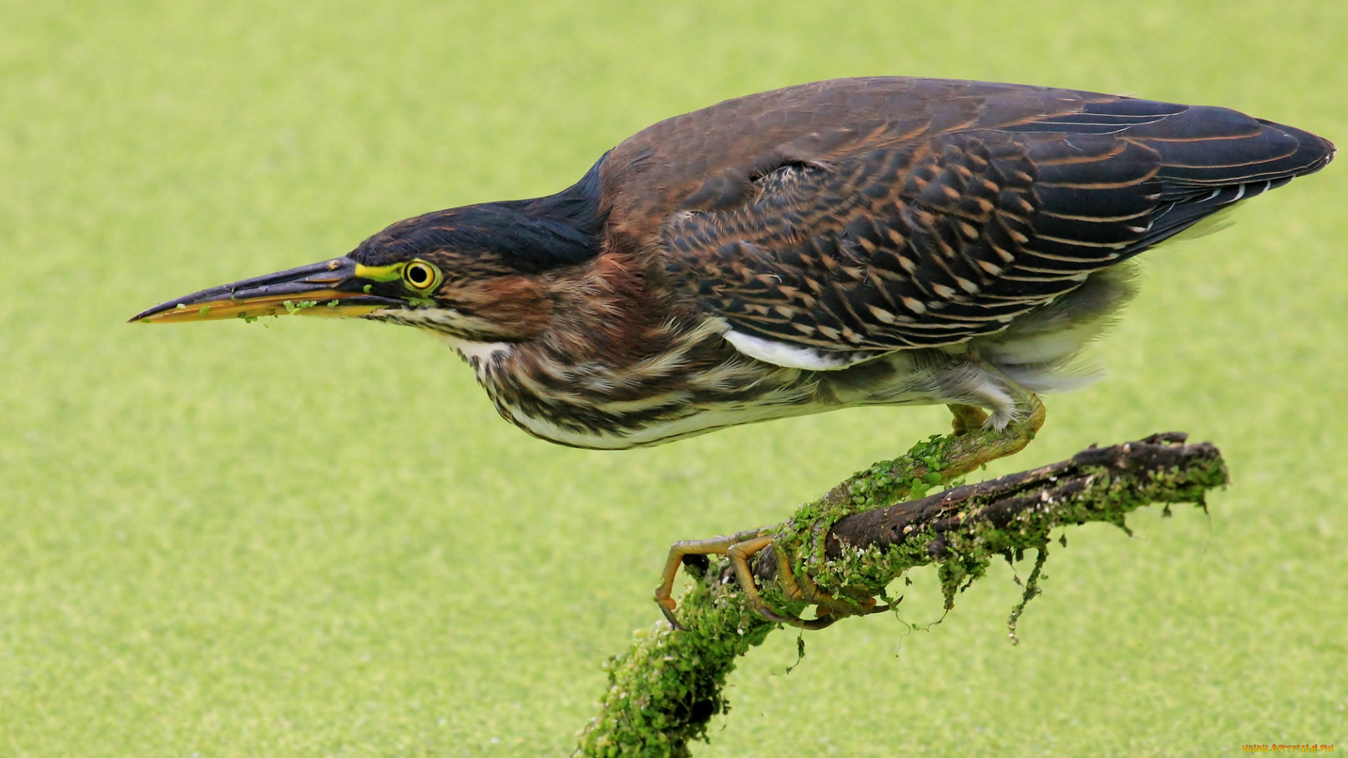 животные, цапли, , выпи, выпь