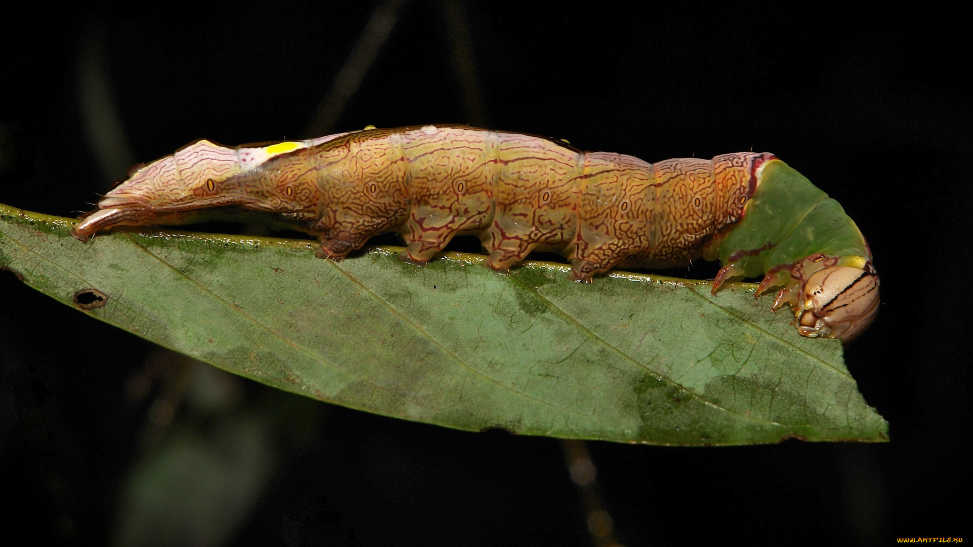 животные, гусеницы, itchydogimages, макро, гусеница, лист