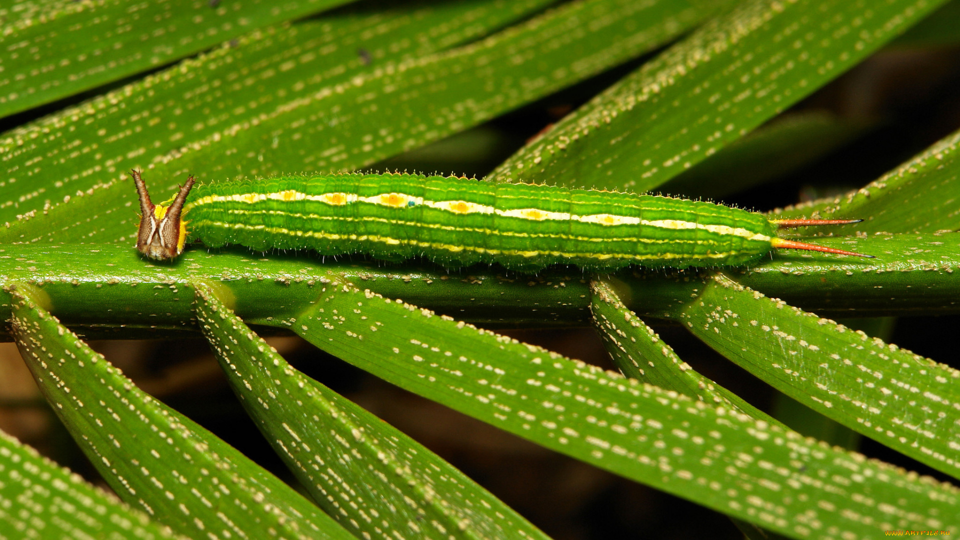 животные, гусеницы, itchydogimages, макро, насекомое, лист, гусеница, необычная