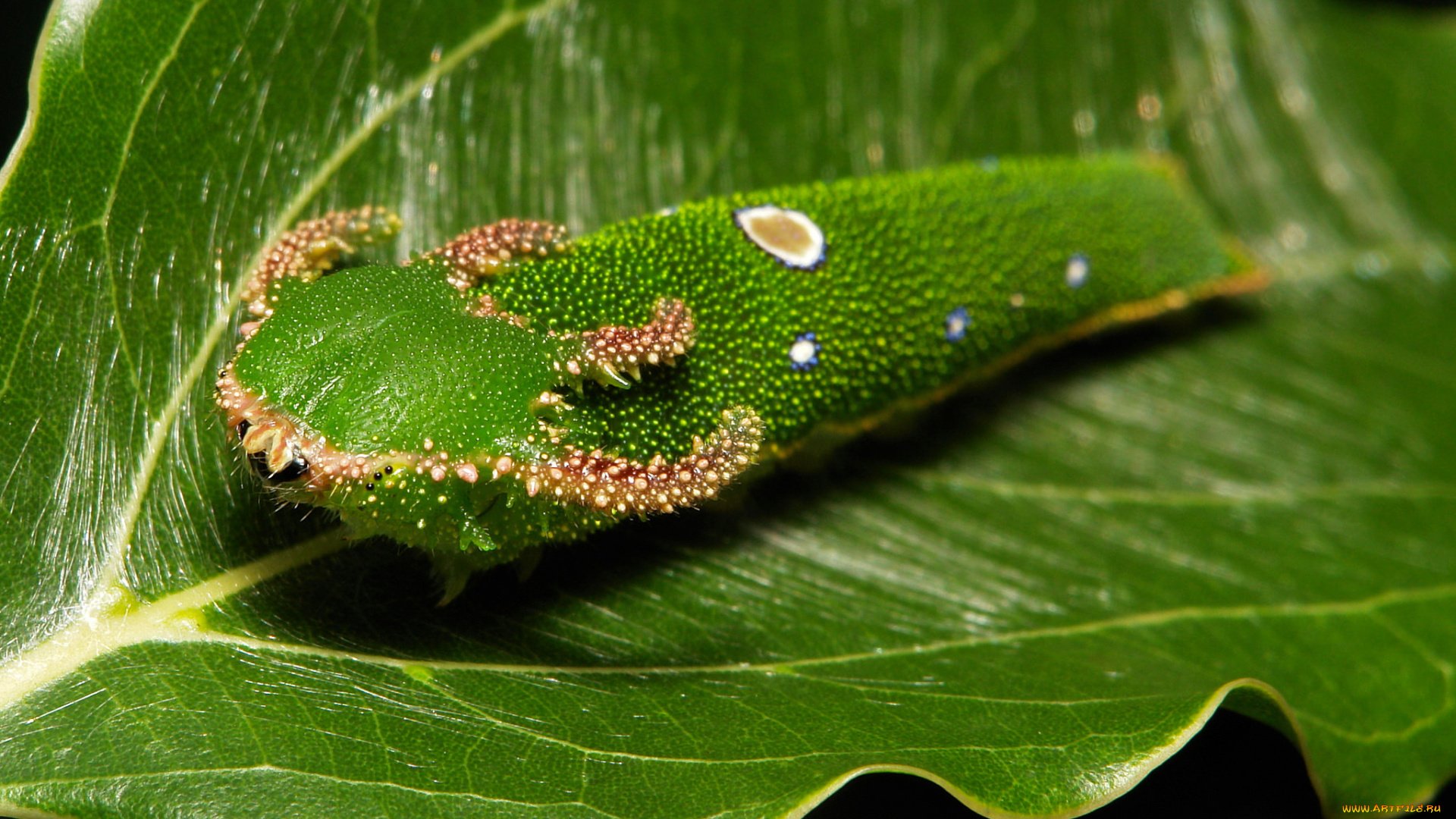 животные, гусеницы, itchydogimages, макро, лист, гусеница