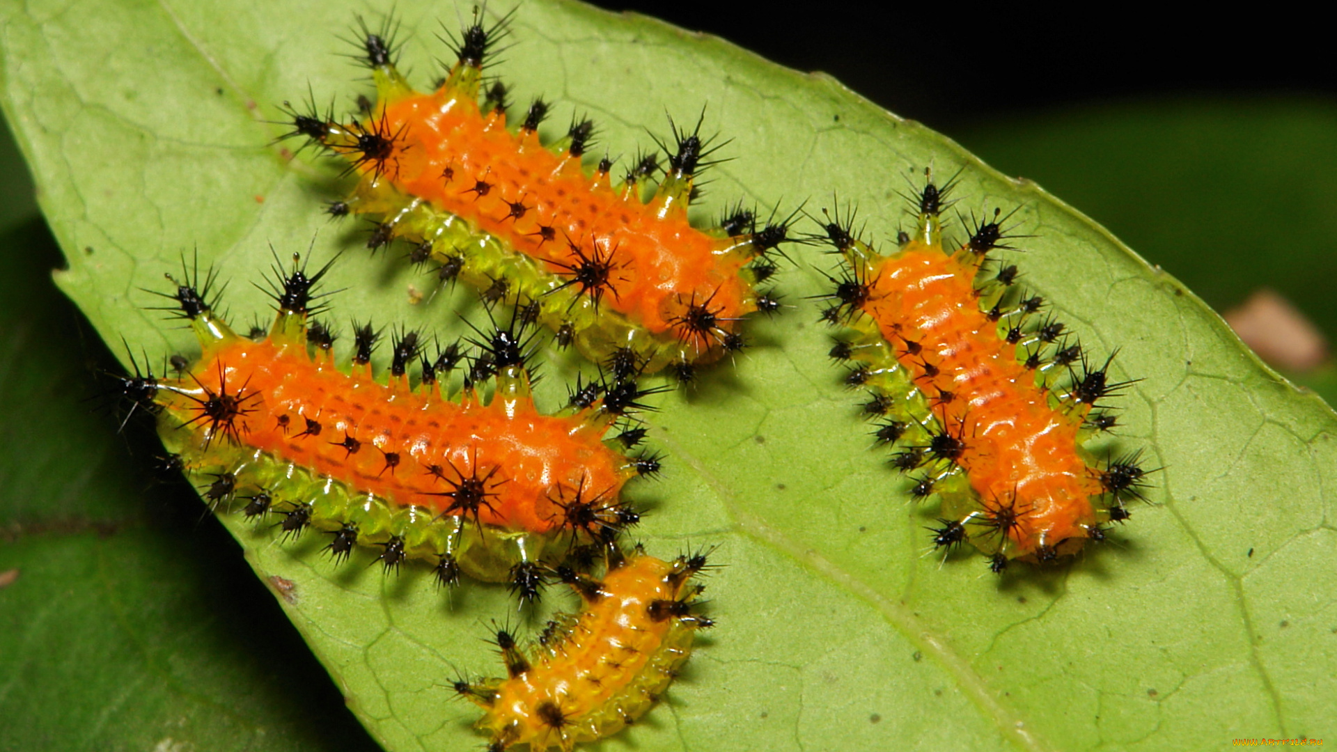 животные, гусеницы, макро, itchydogimages, лист