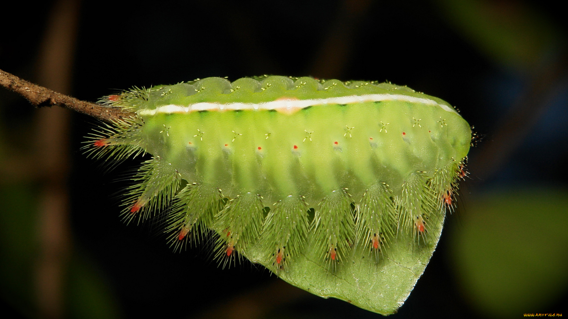 животные, гусеницы, макро, itchydogimages, гусеница, лист