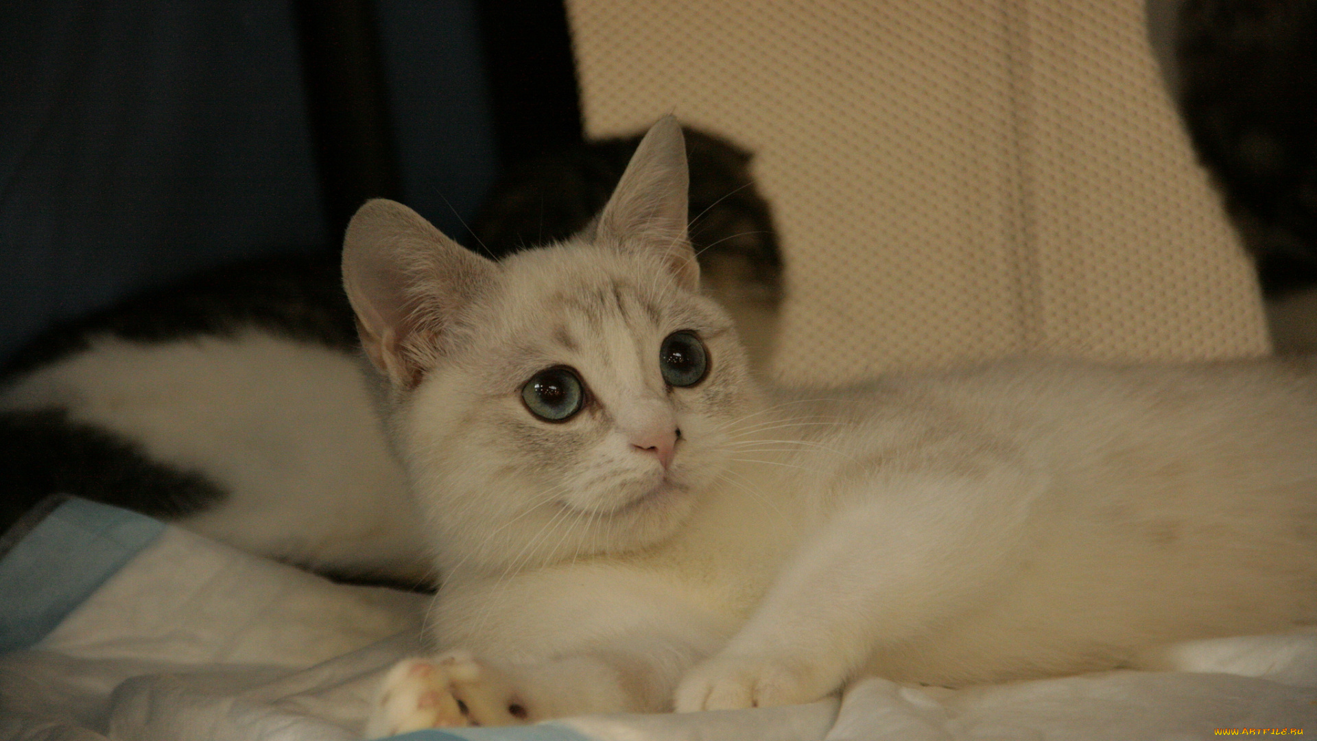 животные, коты, кошка, мордочка