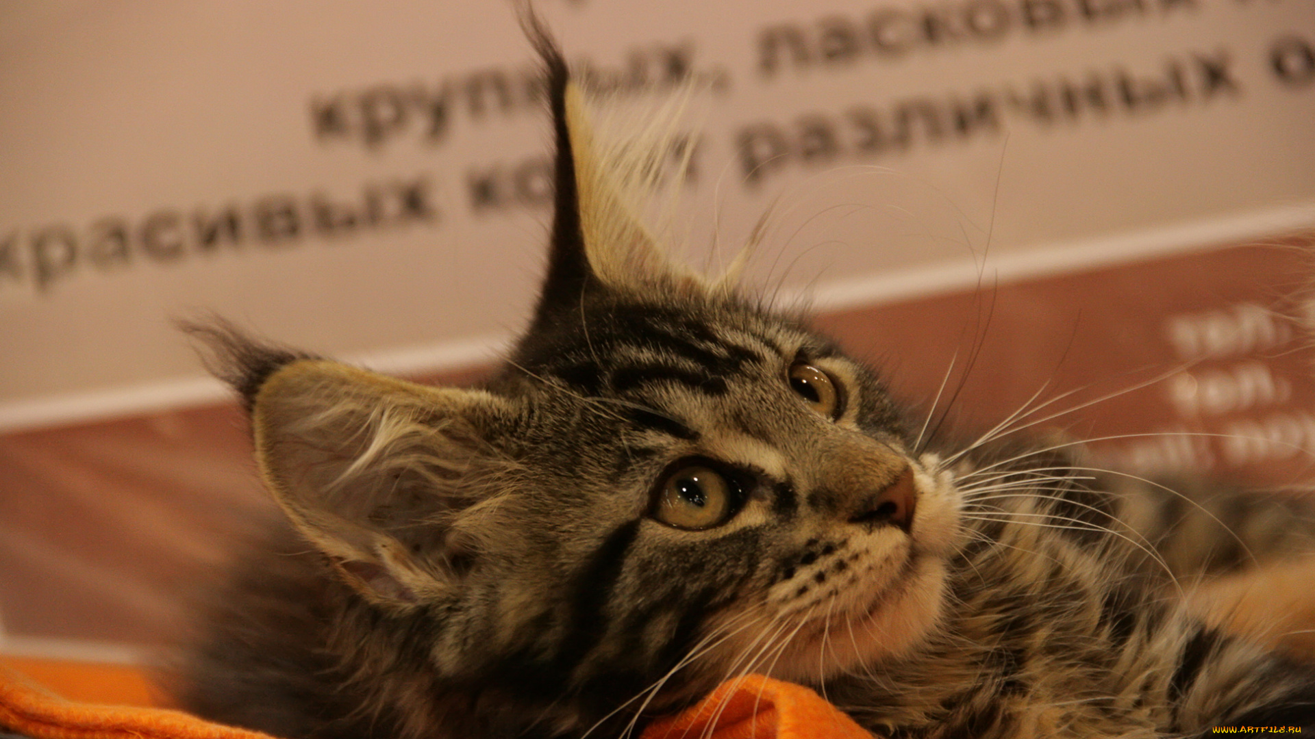 животные, коты, кошка, мордочка