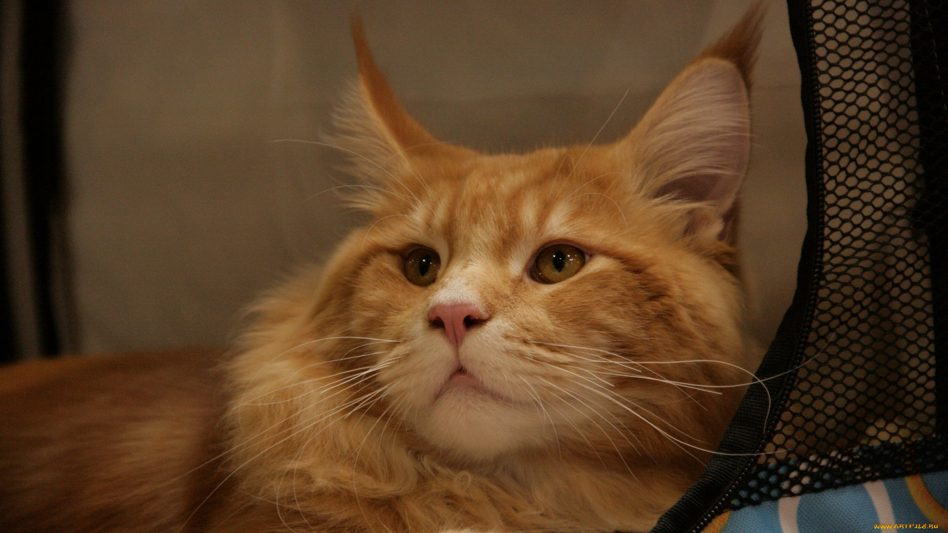 животные, коты, кошка, мордочка