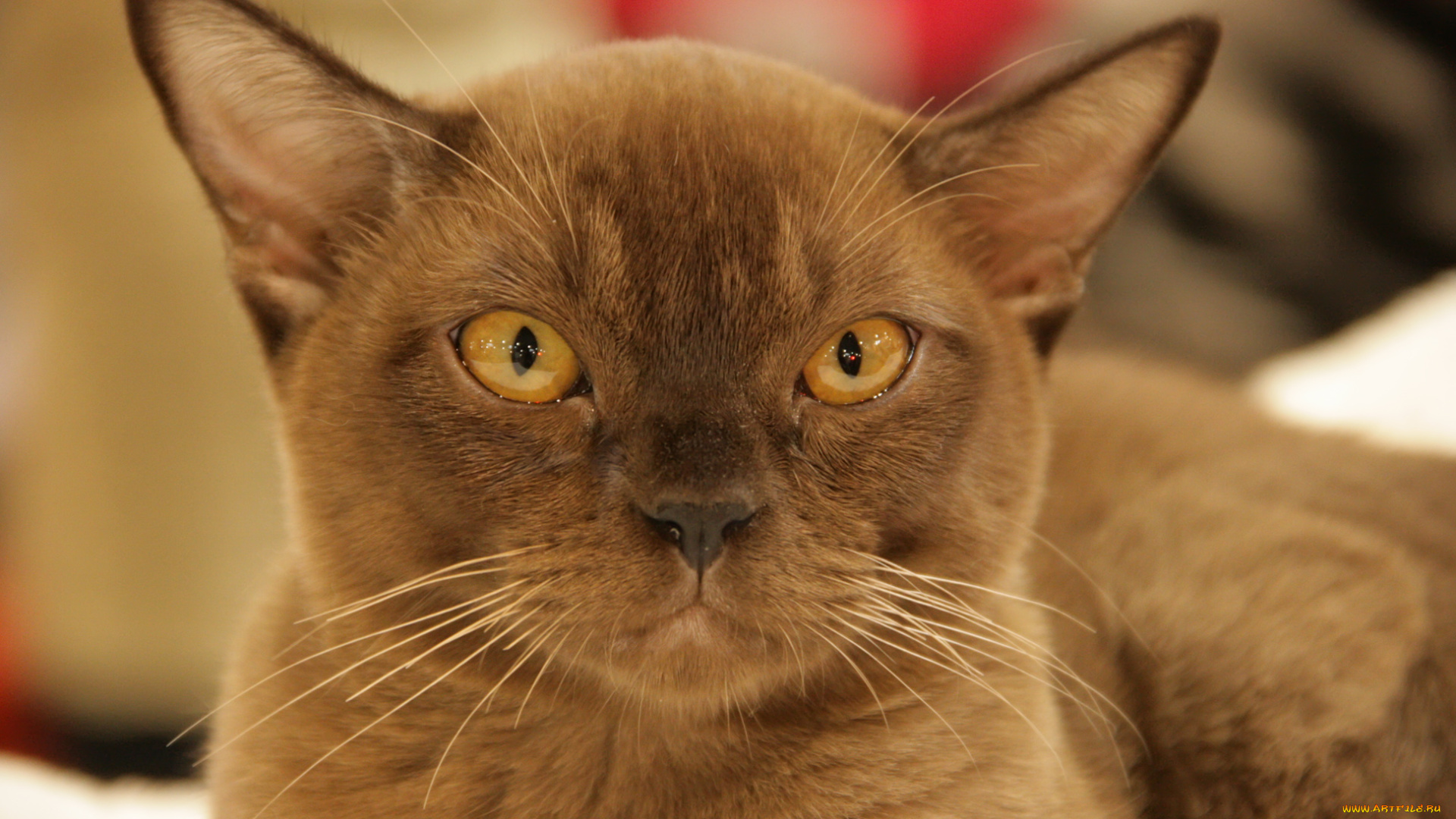 животные, коты, мордочка, кошка