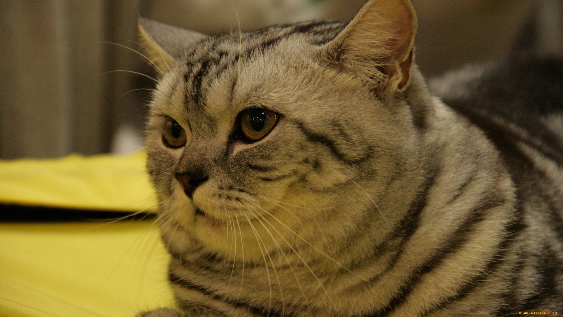 животные, коты, мордочка, кошка