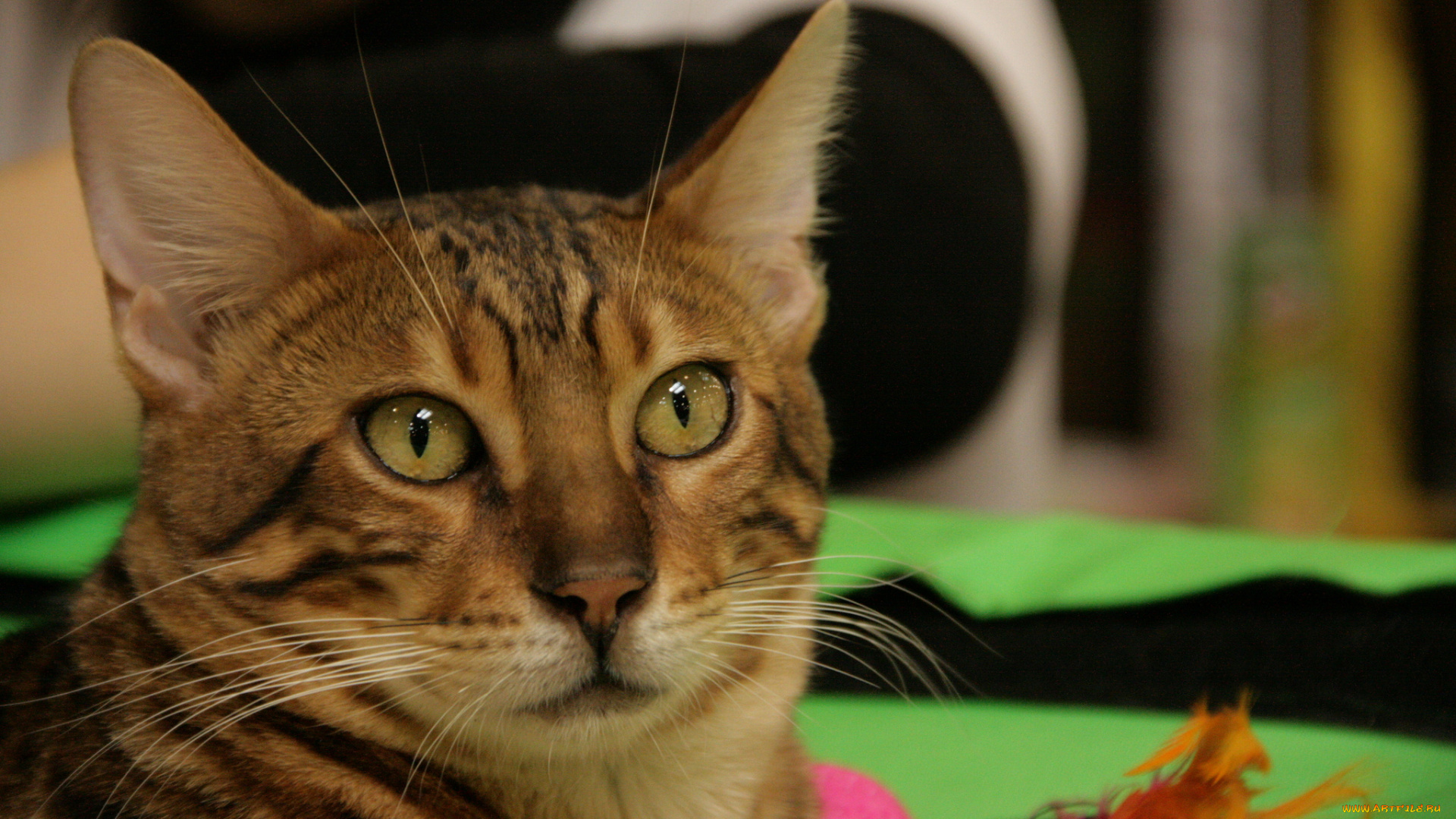 животные, коты, мордочка, кошка