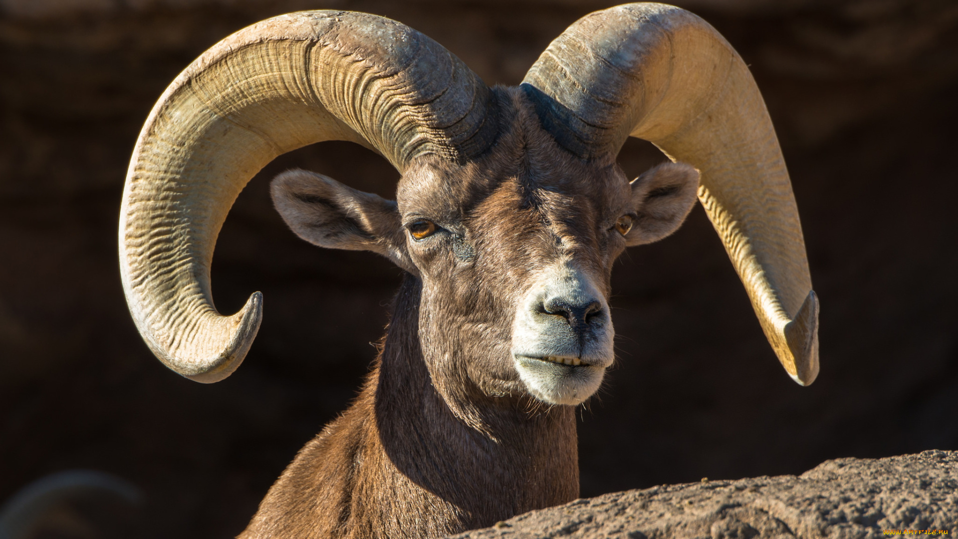 животные, козы, архар